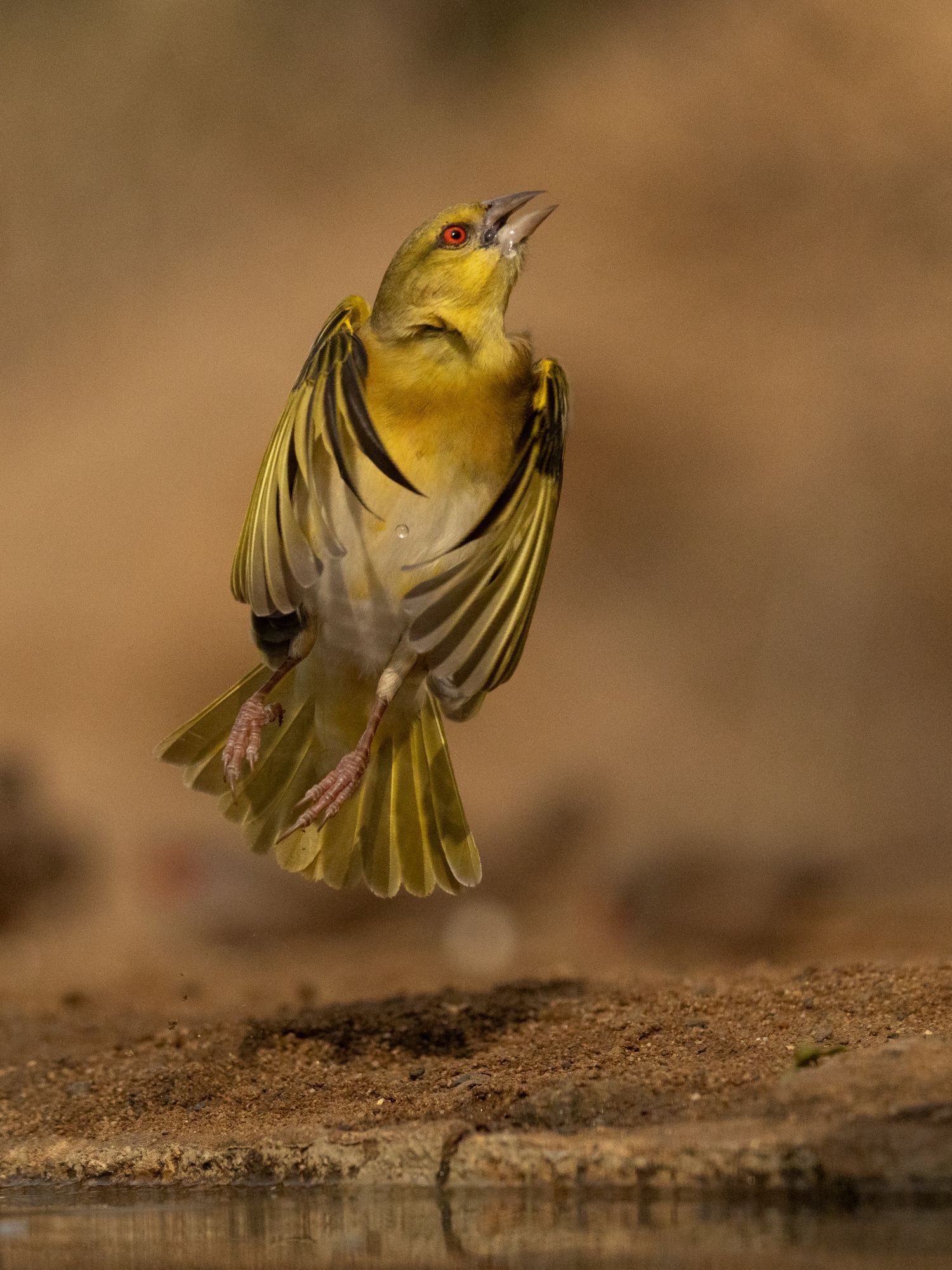 southernmaskedweaver-sydafirka-zimanga-zimangaprivategamereserve-naturfoto-fågelfoto.jpg
