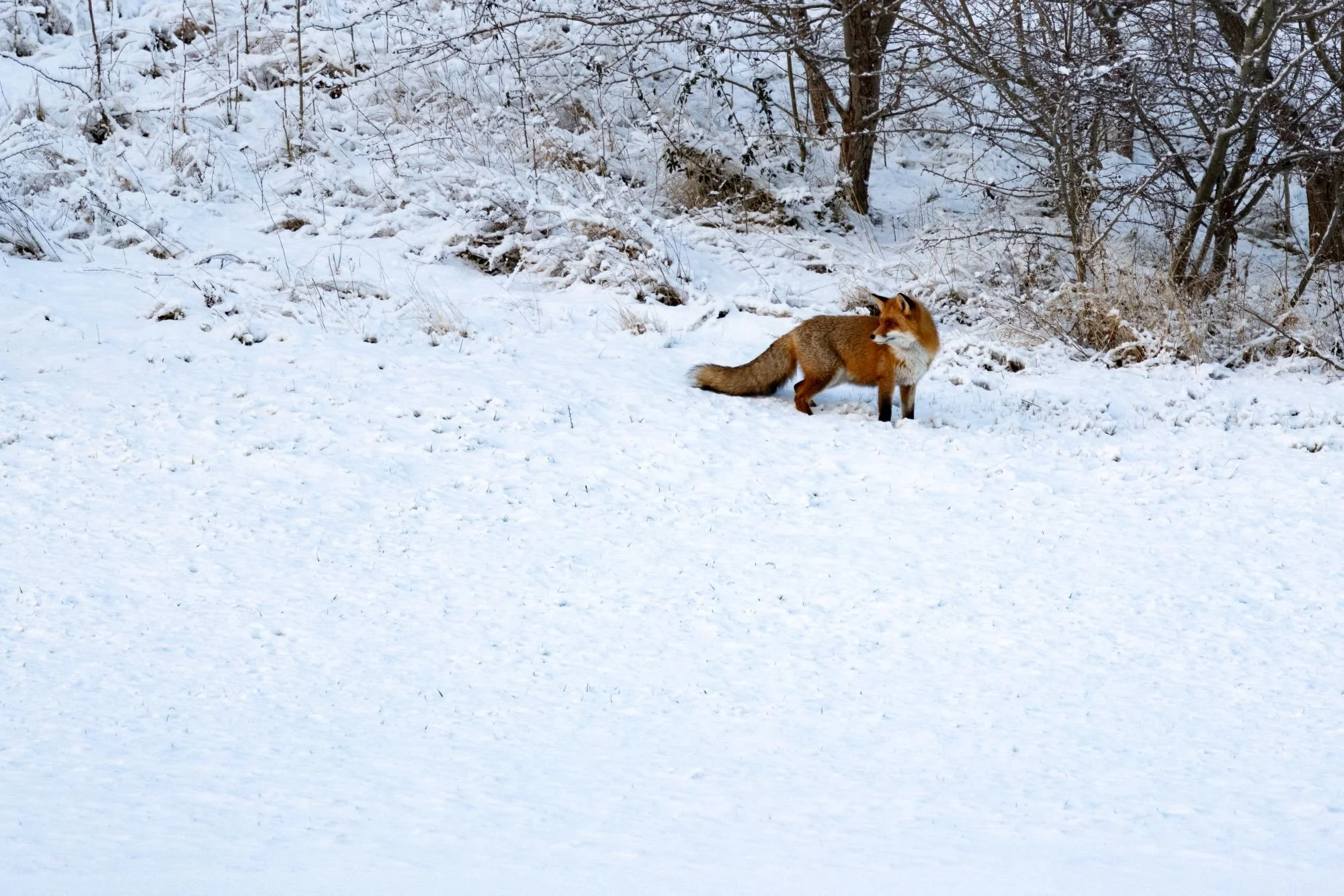 Rödräv-vinter-djurfoto-naturfoto-skåne-Sverige-4.jpg