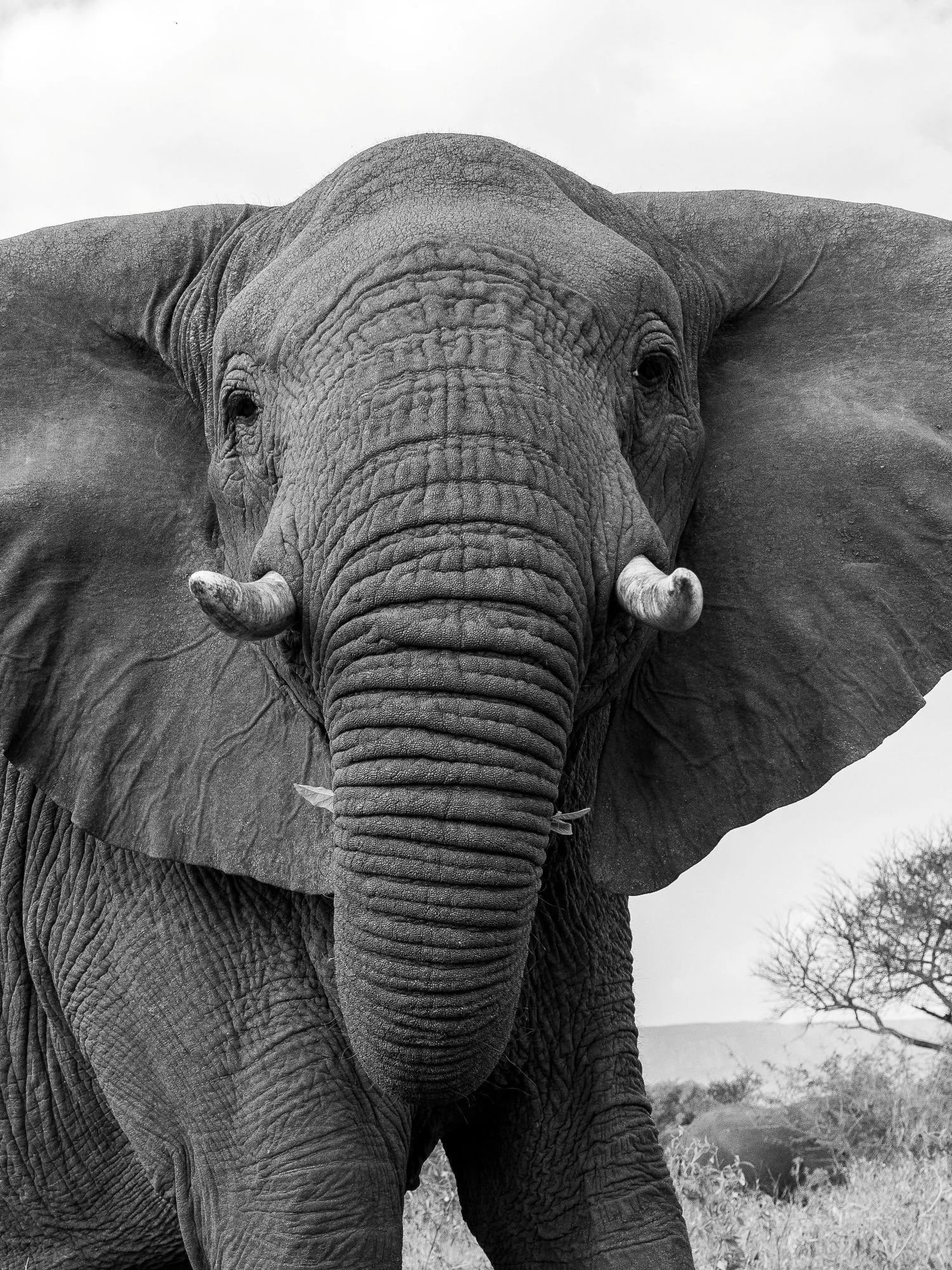 savannelefant-elefant-sydafirka-zimanga-zimangaprivategamereserve-naturfoto-djurfoto-2.jpg