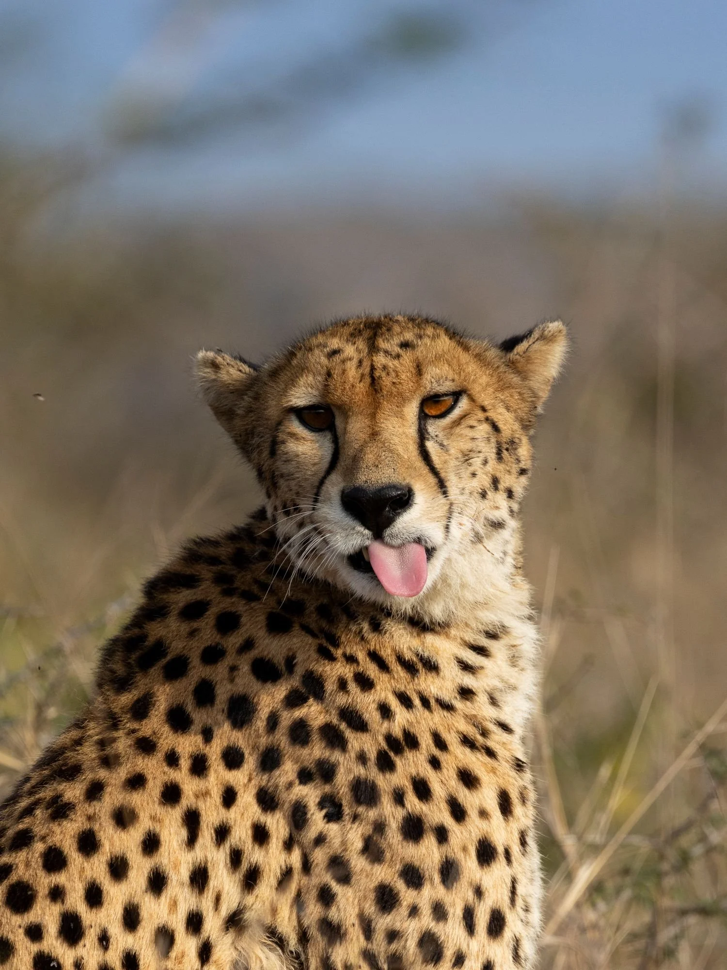 gepard-sydafirka-zimanga-zimangaprivategamereserve-naturfoto-djurfoto-10.jpg