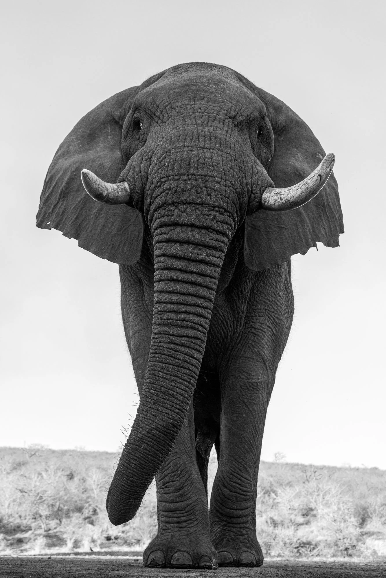savannelefant-elefant-sydafirka-zimanga-zimangaprivategamereserve-naturfoto-djurfoto-7.jpg