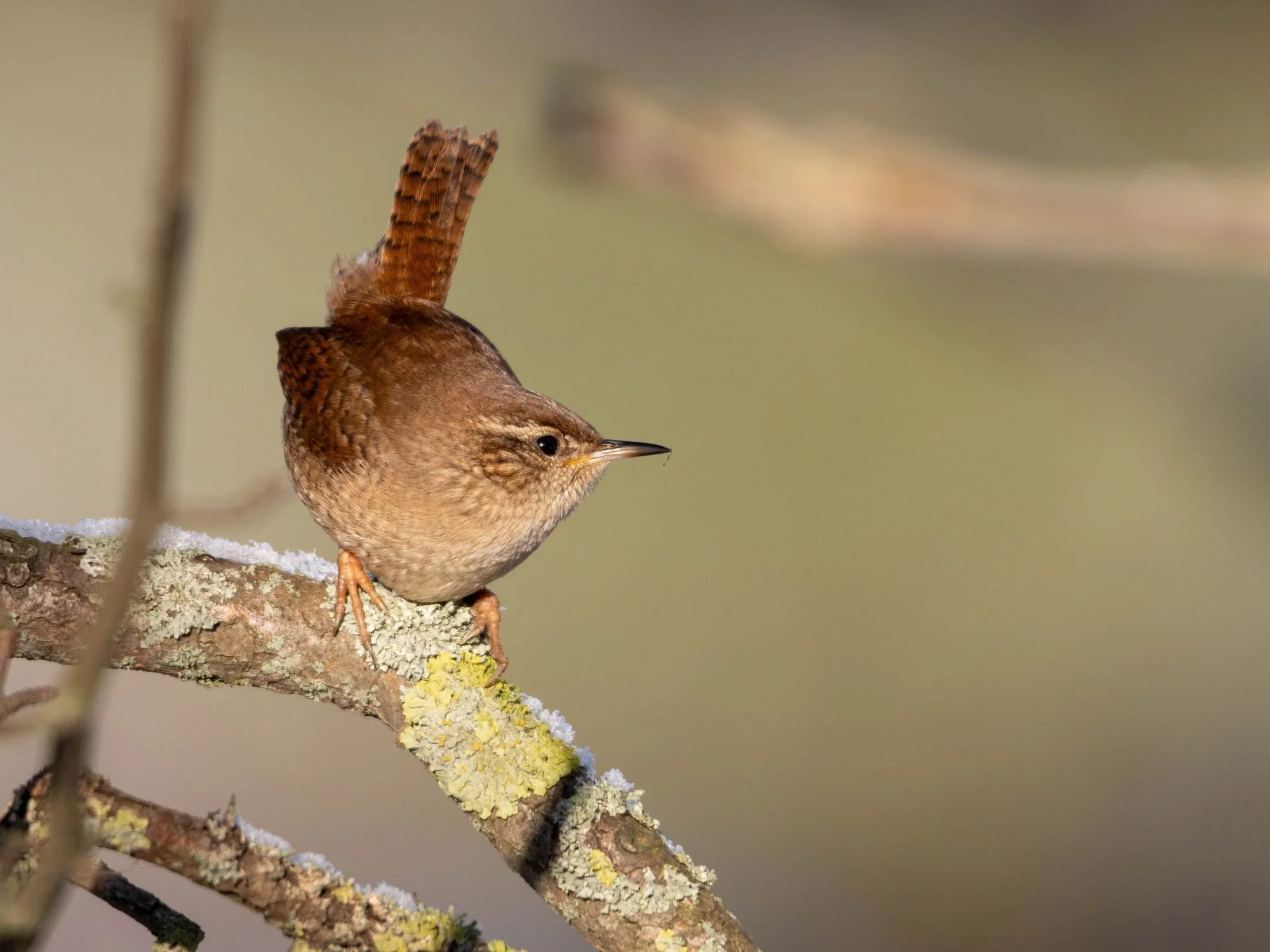 Gärdsmyg-fågelfoto-naturfoto-skane-sverige.jpg