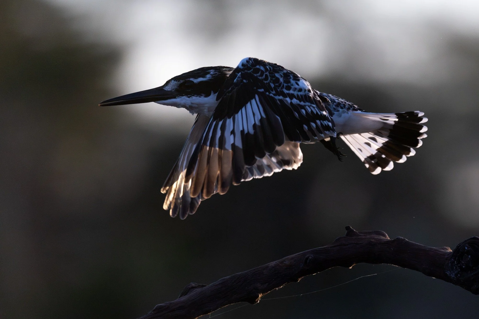Piedkingfisher-kingfisher-sydafirka-zimanga-zimangaprivategamereserve-naturfoto-fågelfoto.jpg