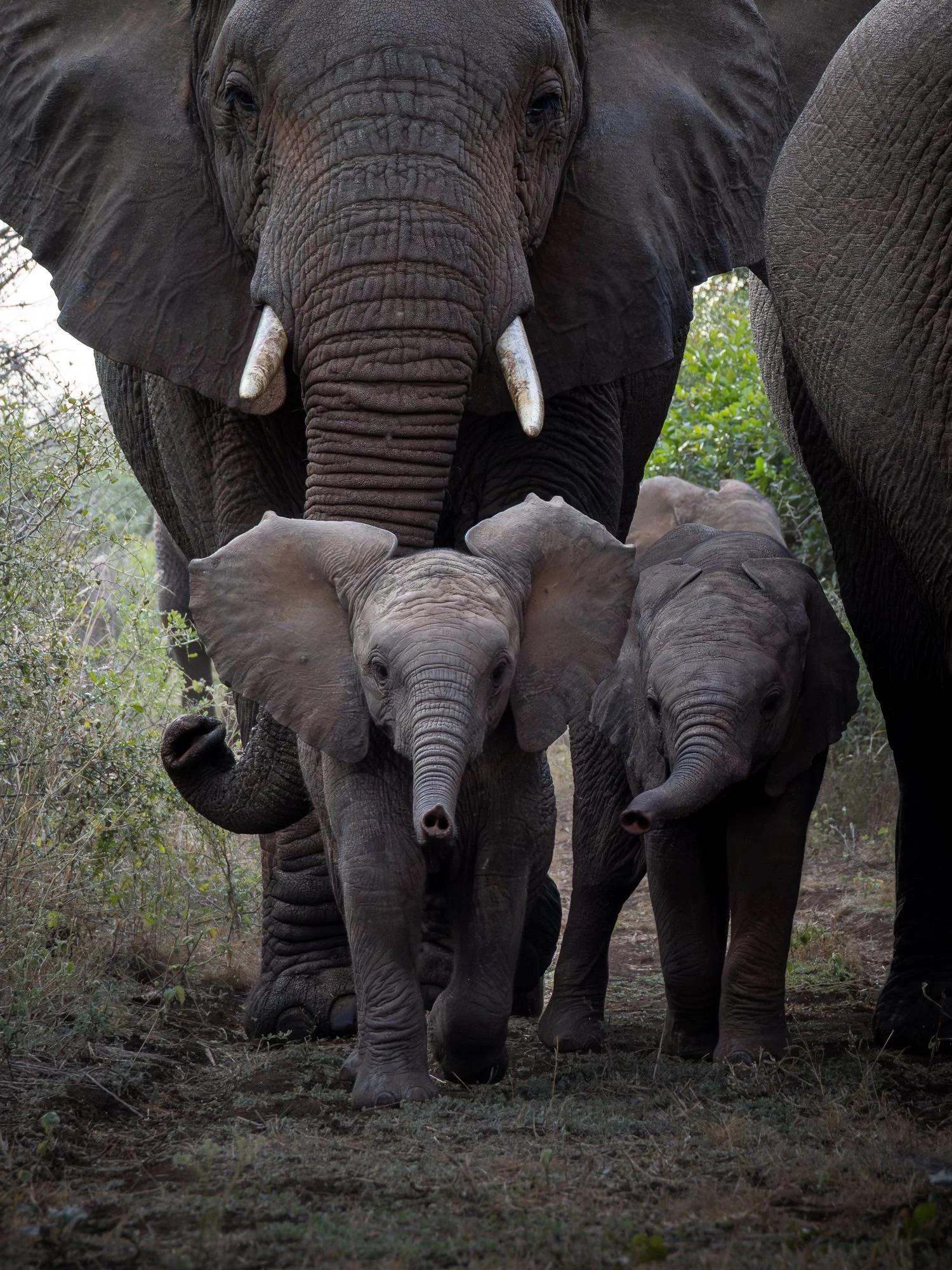 savannelefant-elefant-elefantunge-sydafirka-zimanga-zimangaprivategamereserve-naturfoto-djurfoto.jpg