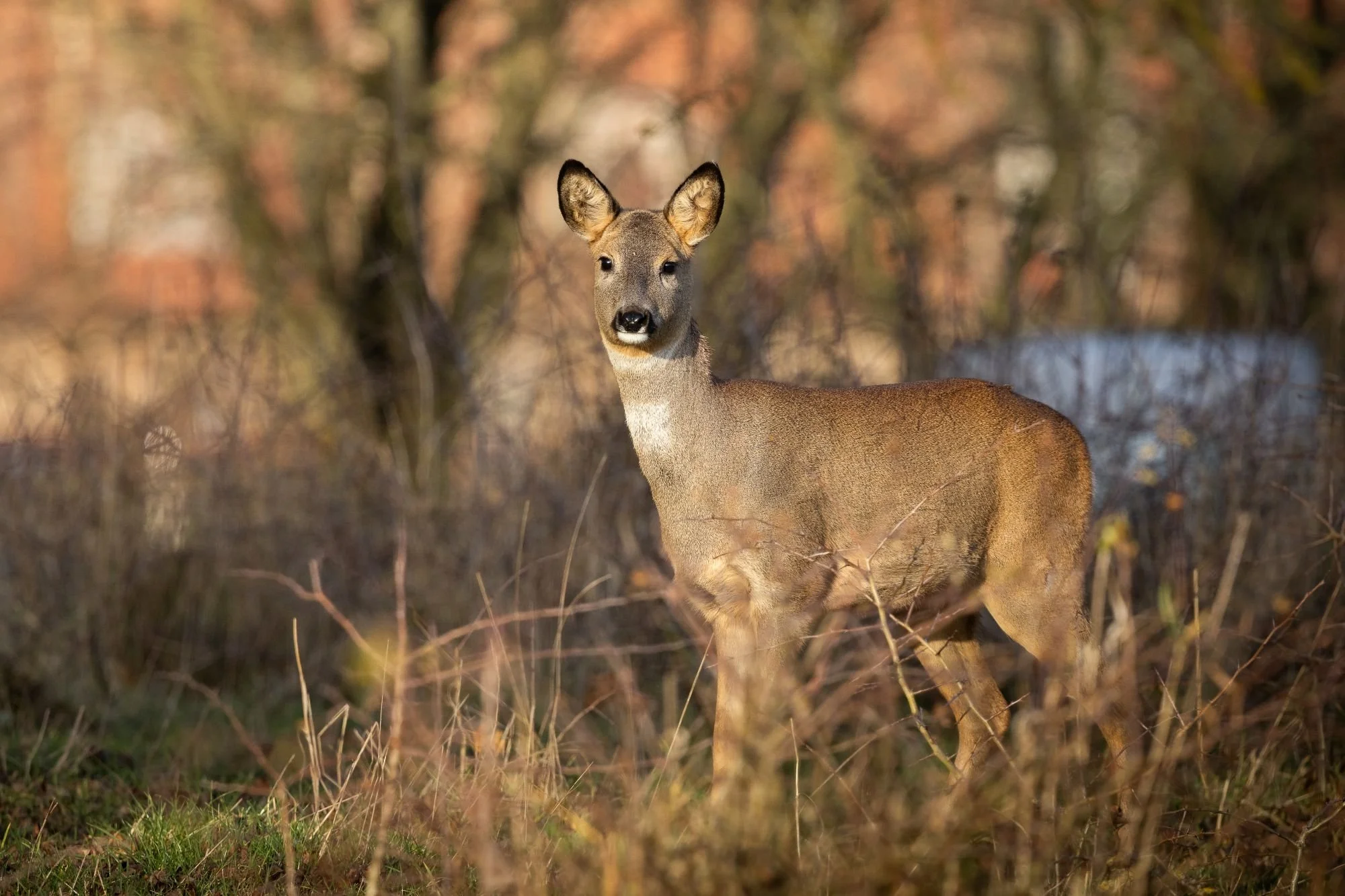 rådjur-djurfoto-naturfoto-skåne-Sverige-Rydebäck.jpg