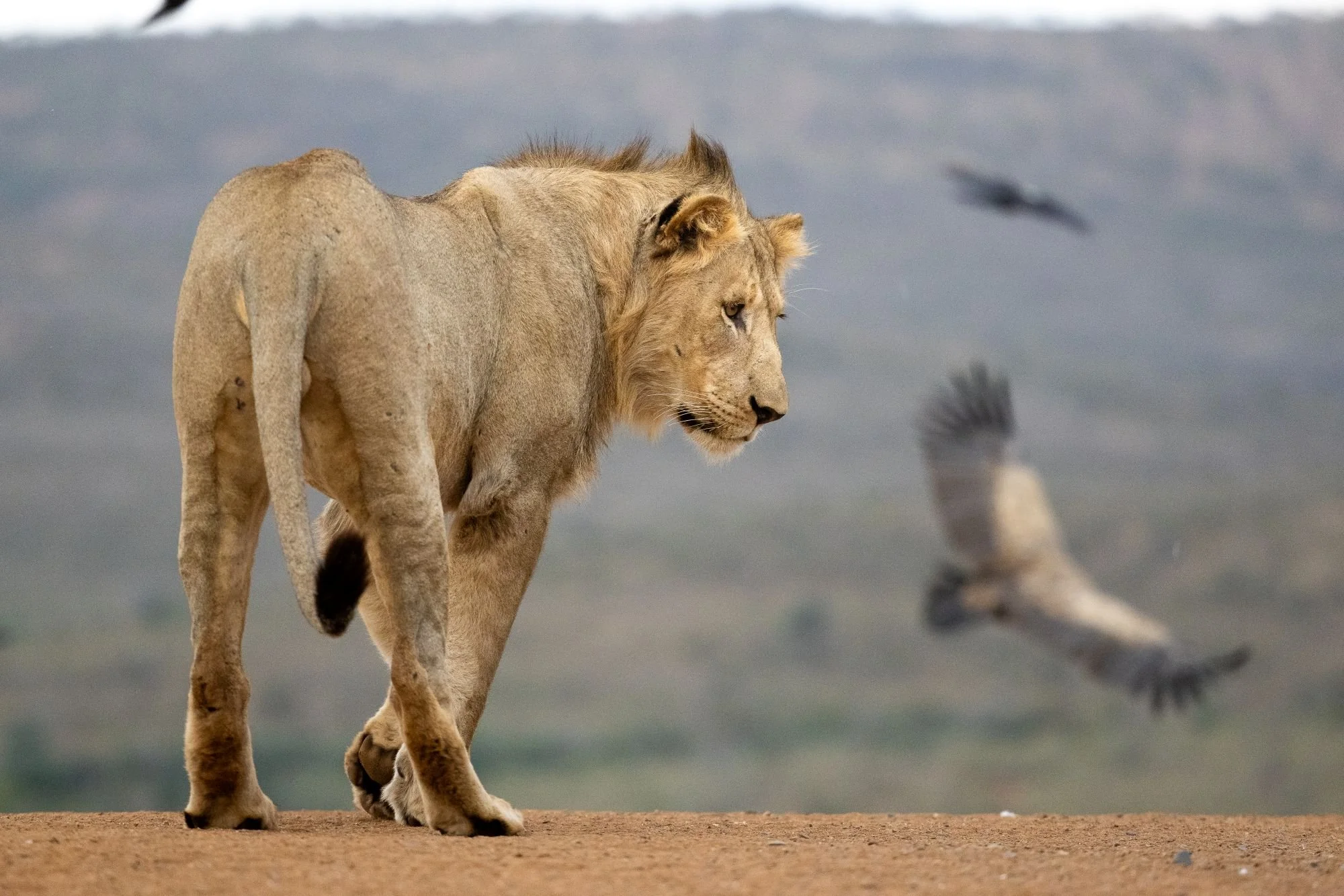 lejon-sydafirka-zimanga-zimangaprivategamereserve-naturfoto-djurfoto-13.jpg