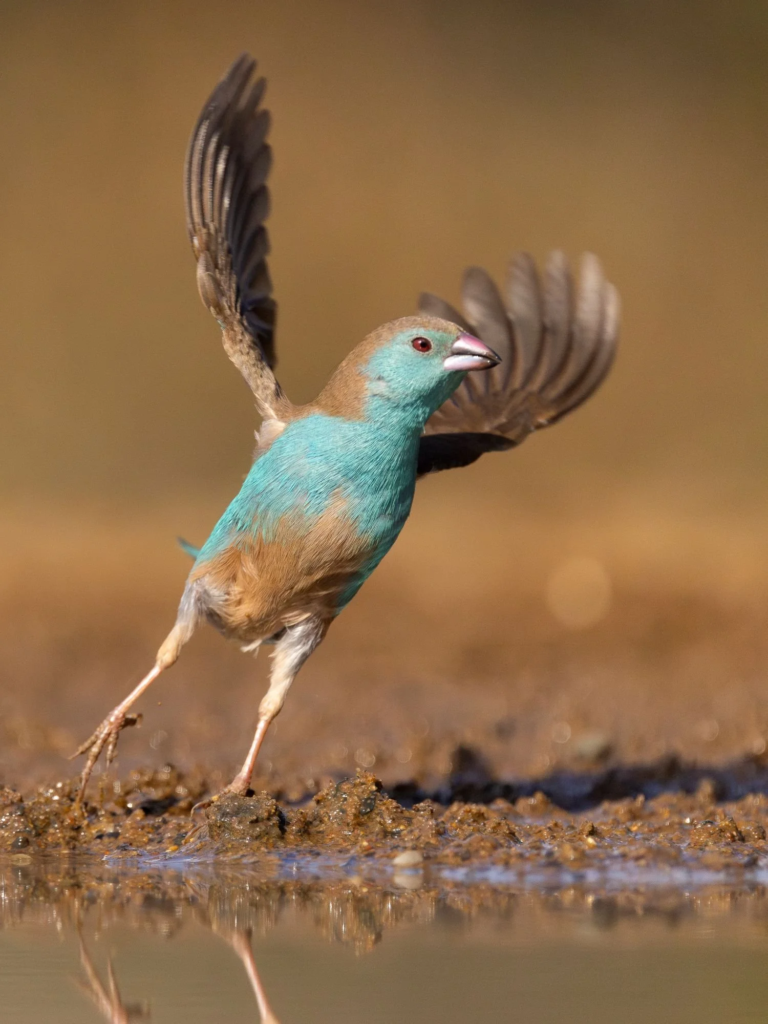 Southerncordonbleu-sydafirka-zimanga-zimangaprivategamereserve-naturfoto-fågelfoto.jpg