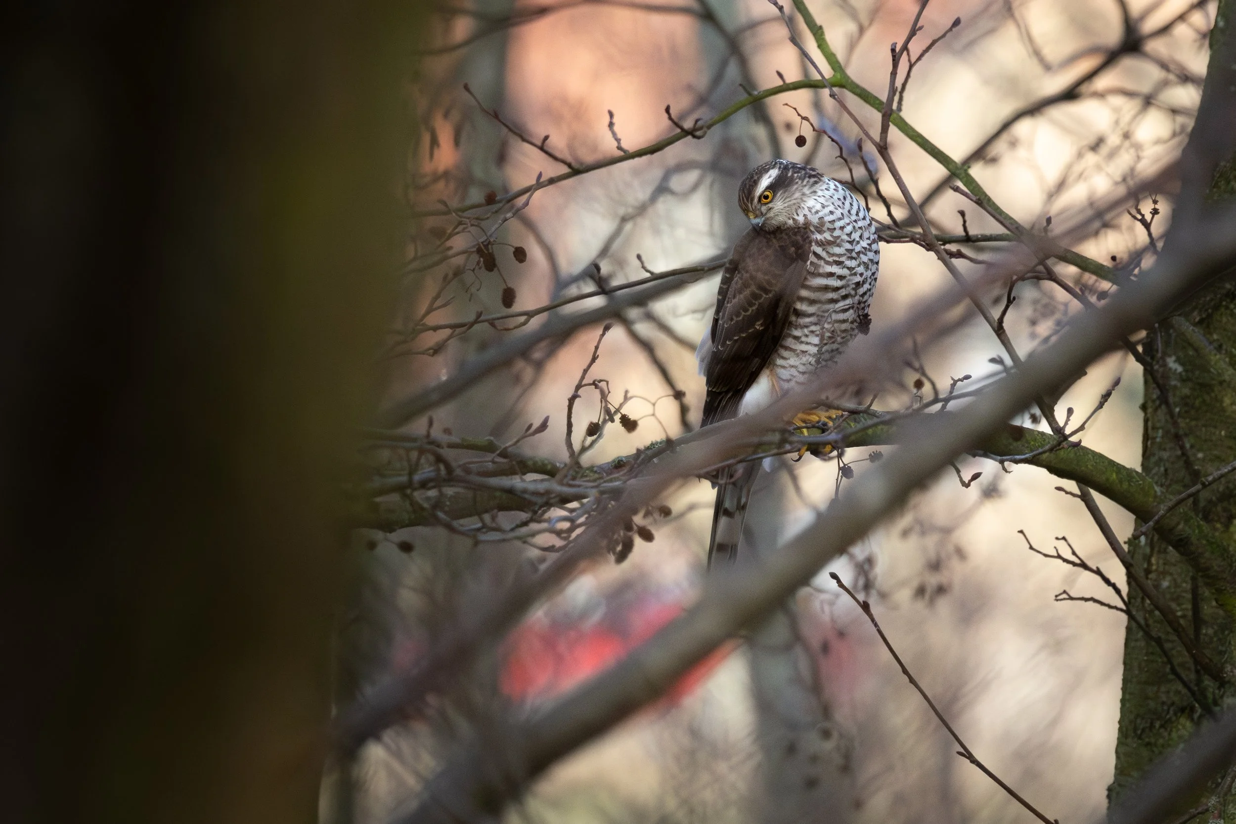 Sparvhök-skane-sverige-fågelfoto-naturfoto.jpg