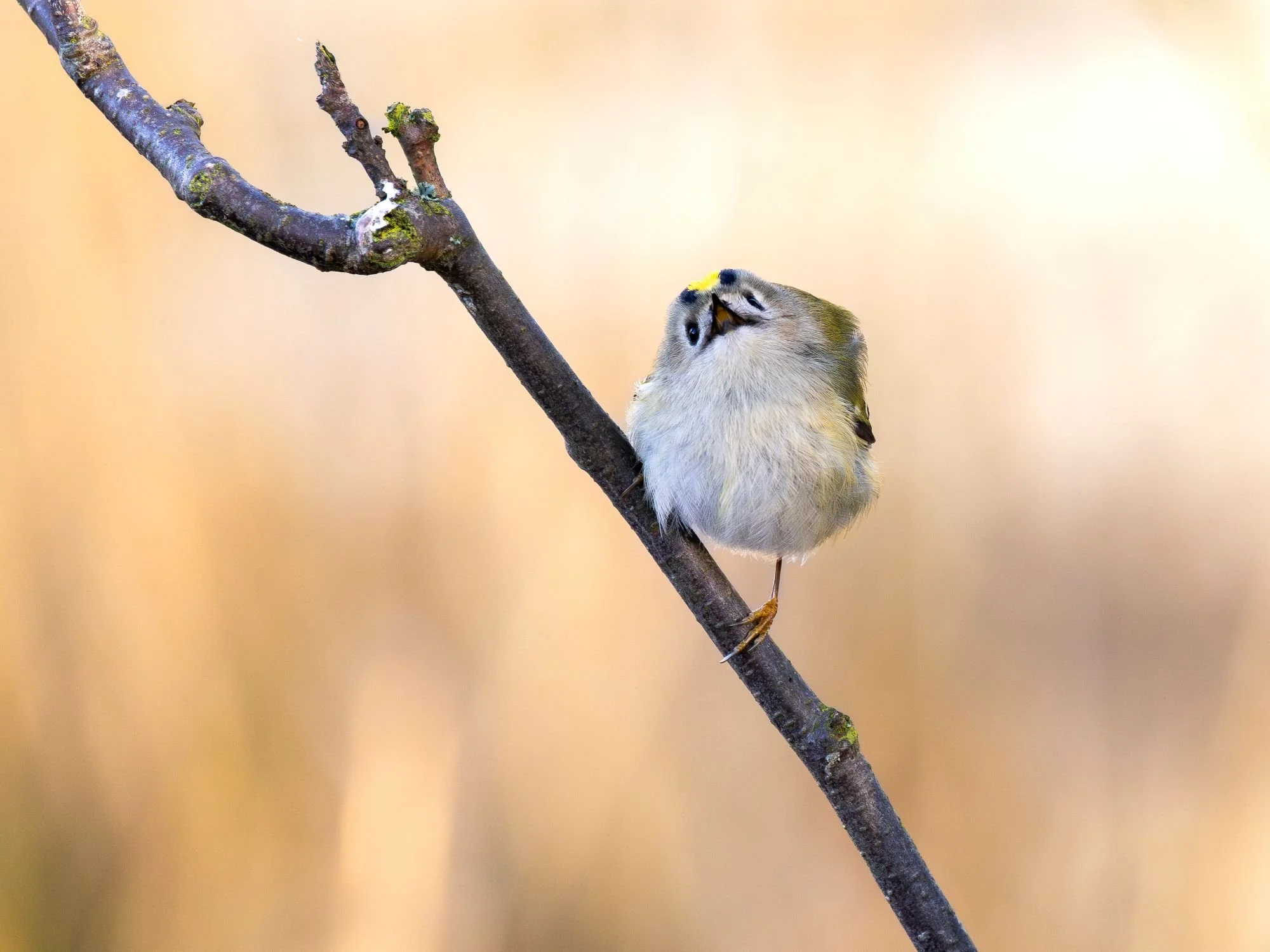 kungfsågel-sjungandefågel-fågelfoto-naturfoto-skåne-Sverige.jpg