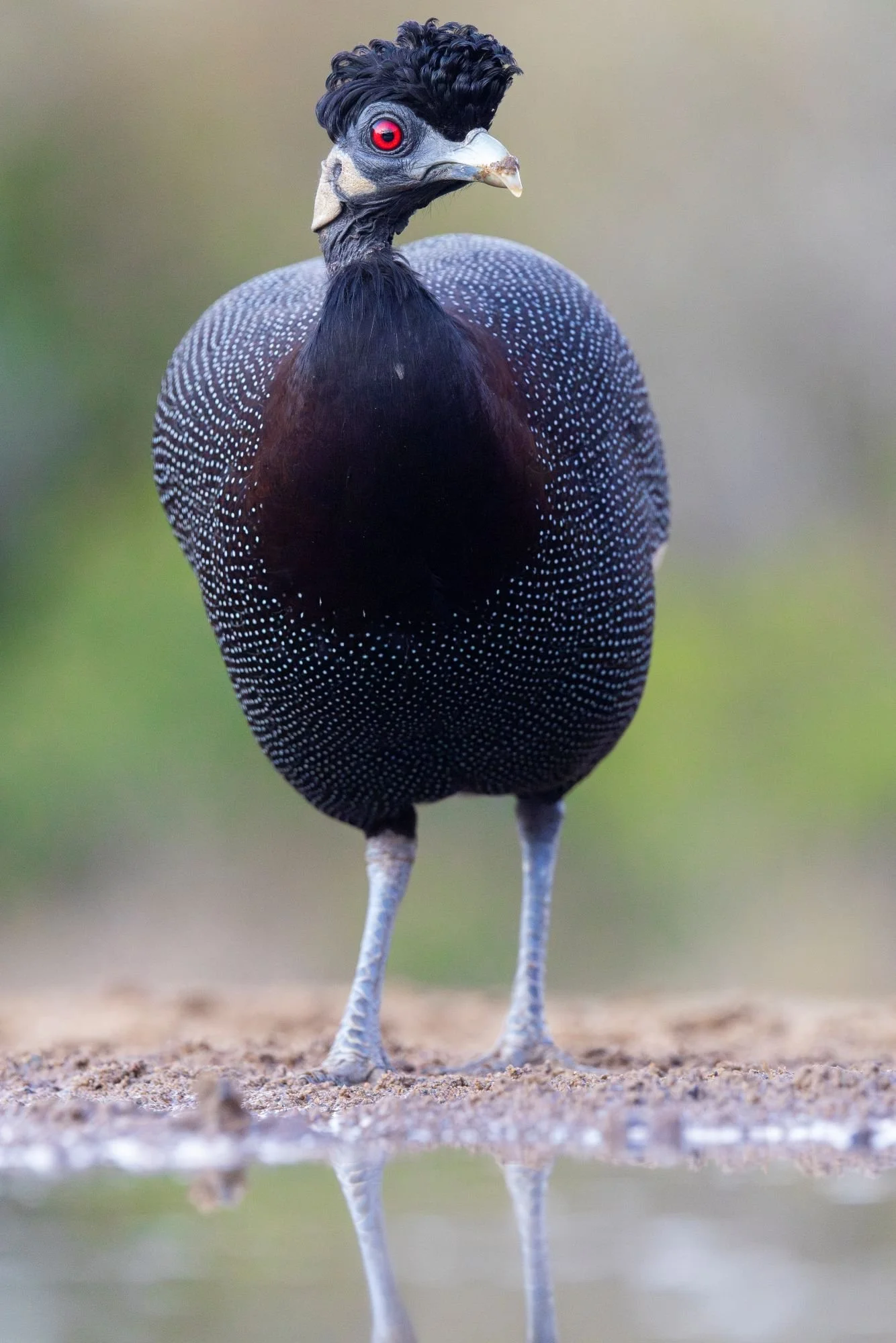 crestedguineafowlsydafirka-zimanga-zimangaprivategamereserve-naturfoto-fågelfoto-3.jpg