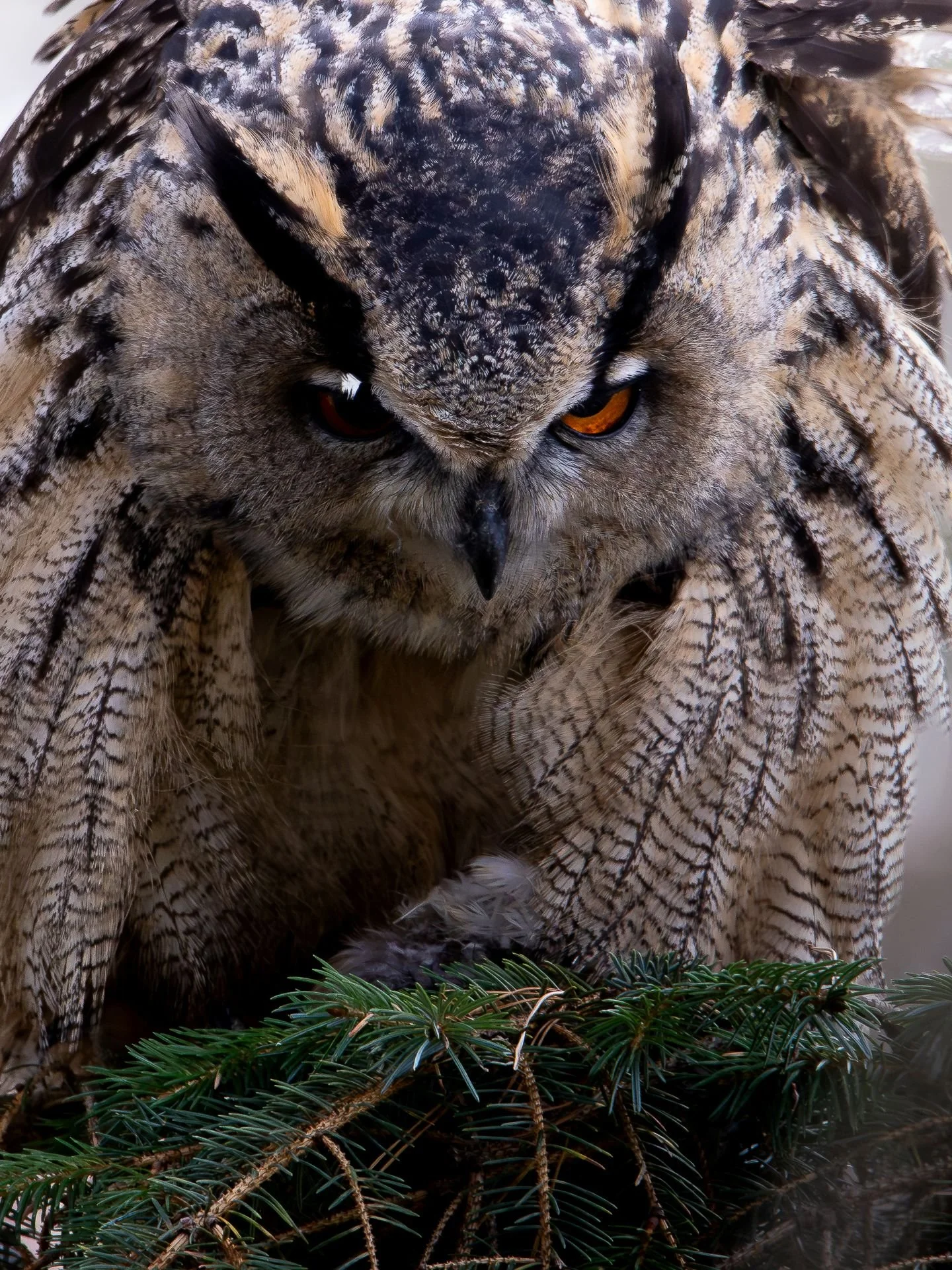 berguv-fågelfoto-naturfoto-skåne-Sverige-3.jpg