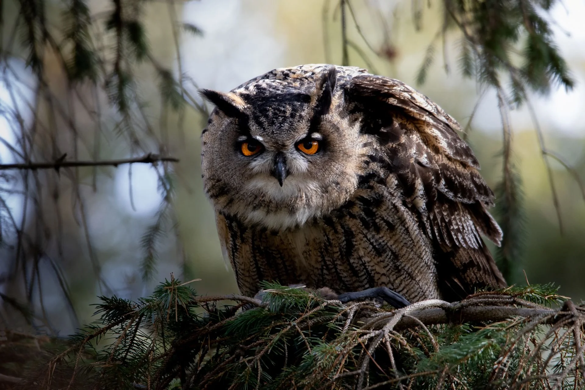 berguv-fågelfoto-naturfoto-skåne-Sverige-2.jpg
