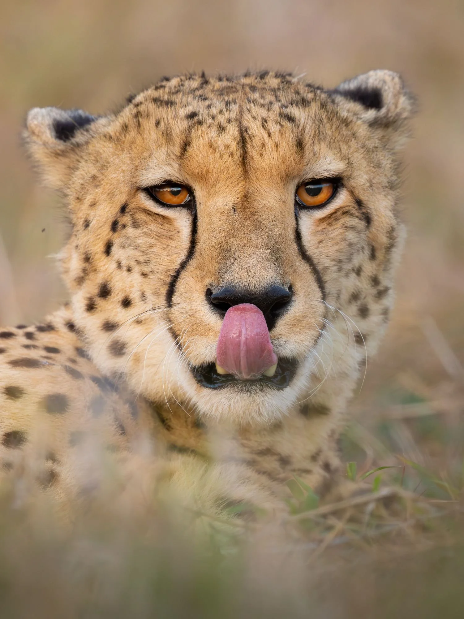 gepard-sydafirka-zimanga-zimangaprivategamereserve-naturfoto-djurfoto-1.jpg