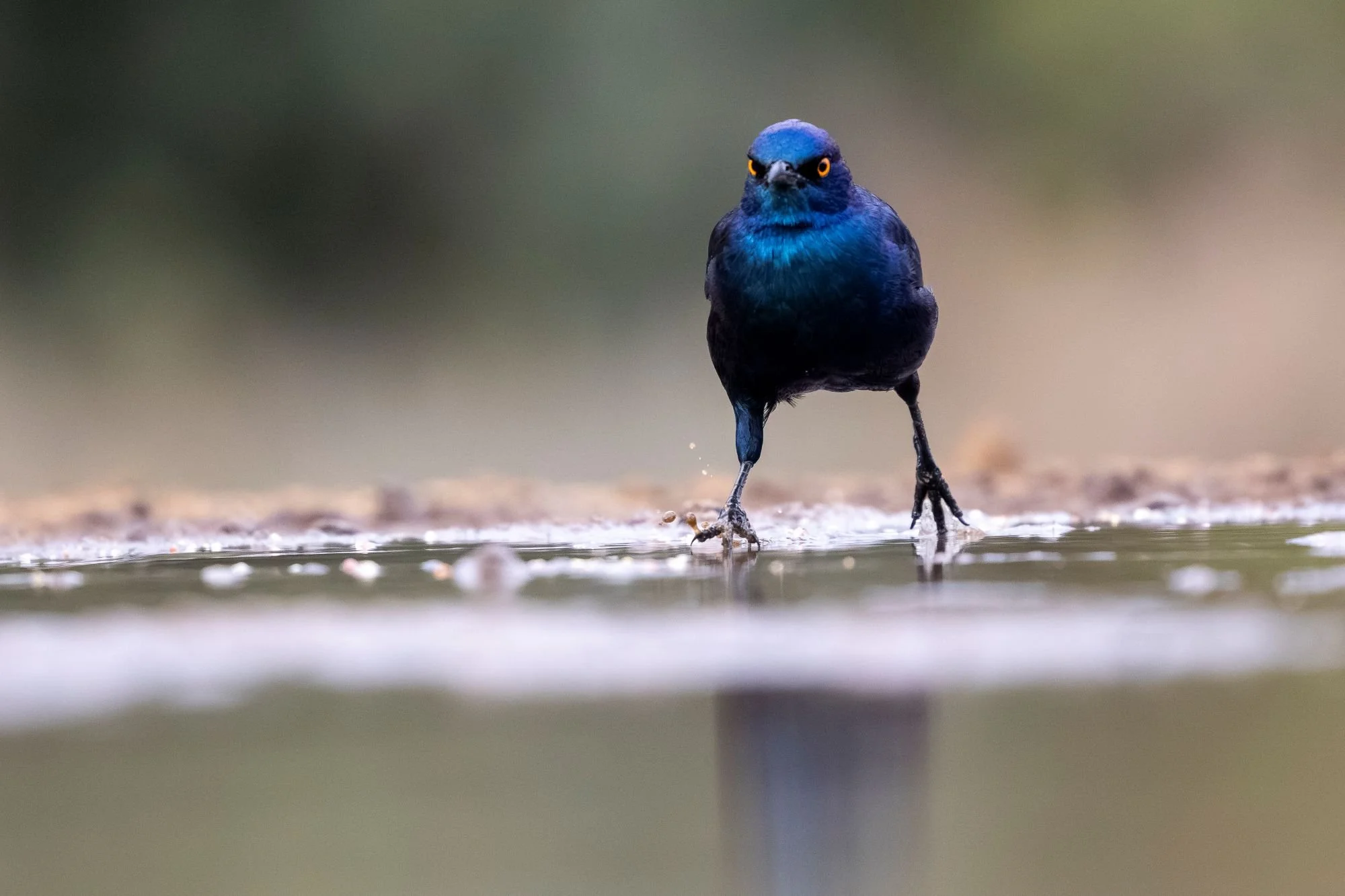 capestarling-sydafirka-zimanga-zimangaprivategamereserve-naturfoto-fågelfoto-1.jpg
