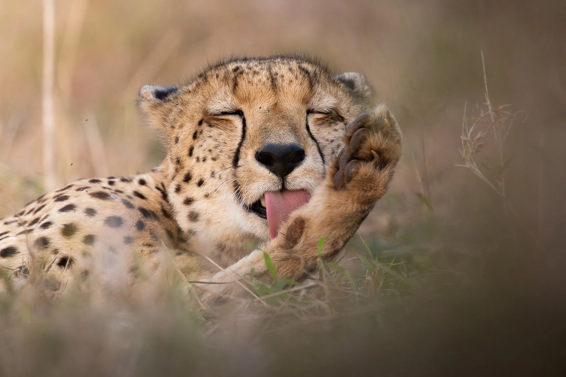 gepard-sydafirka-zimanga-zimangaprivategamereserve-naturfoto-djurfoto-8.jpg