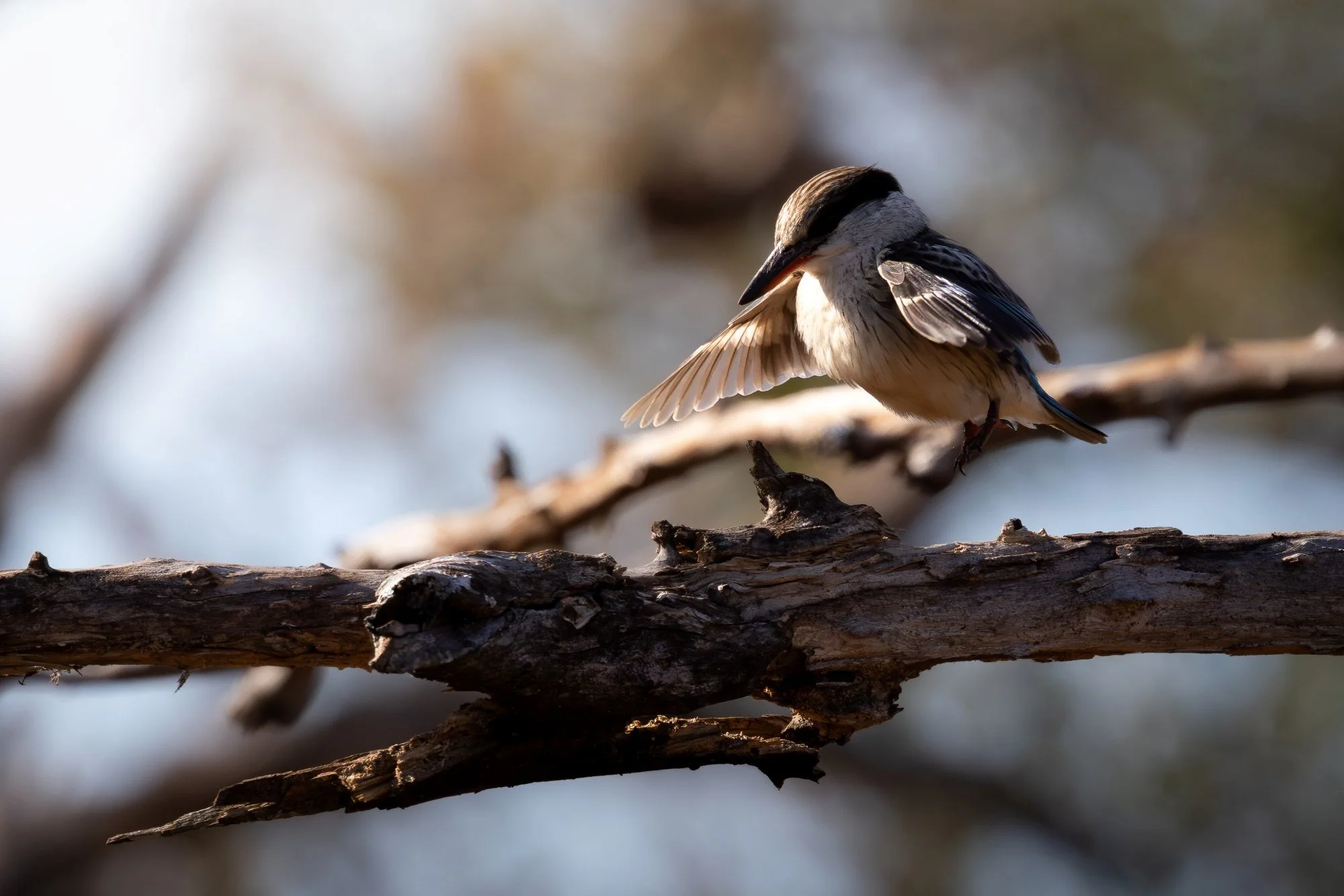 stripedkingfisher-sydafirka-zimanga-zimangaprivategamereserve-naturfoto-fågelfoto.jpg
