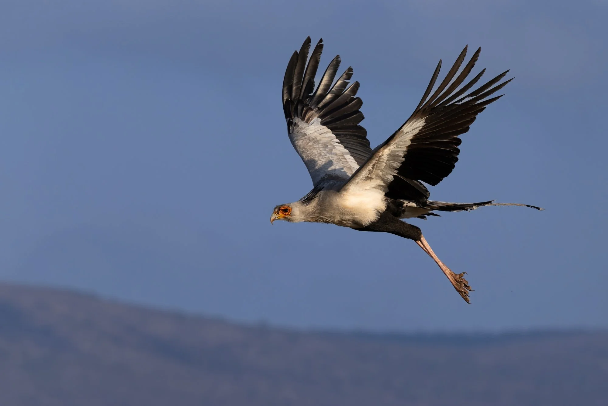 Secretarybird-sydafirka-zimanga-zimangaprivategamereserve-naturfoto-fågelfoto21.jpg