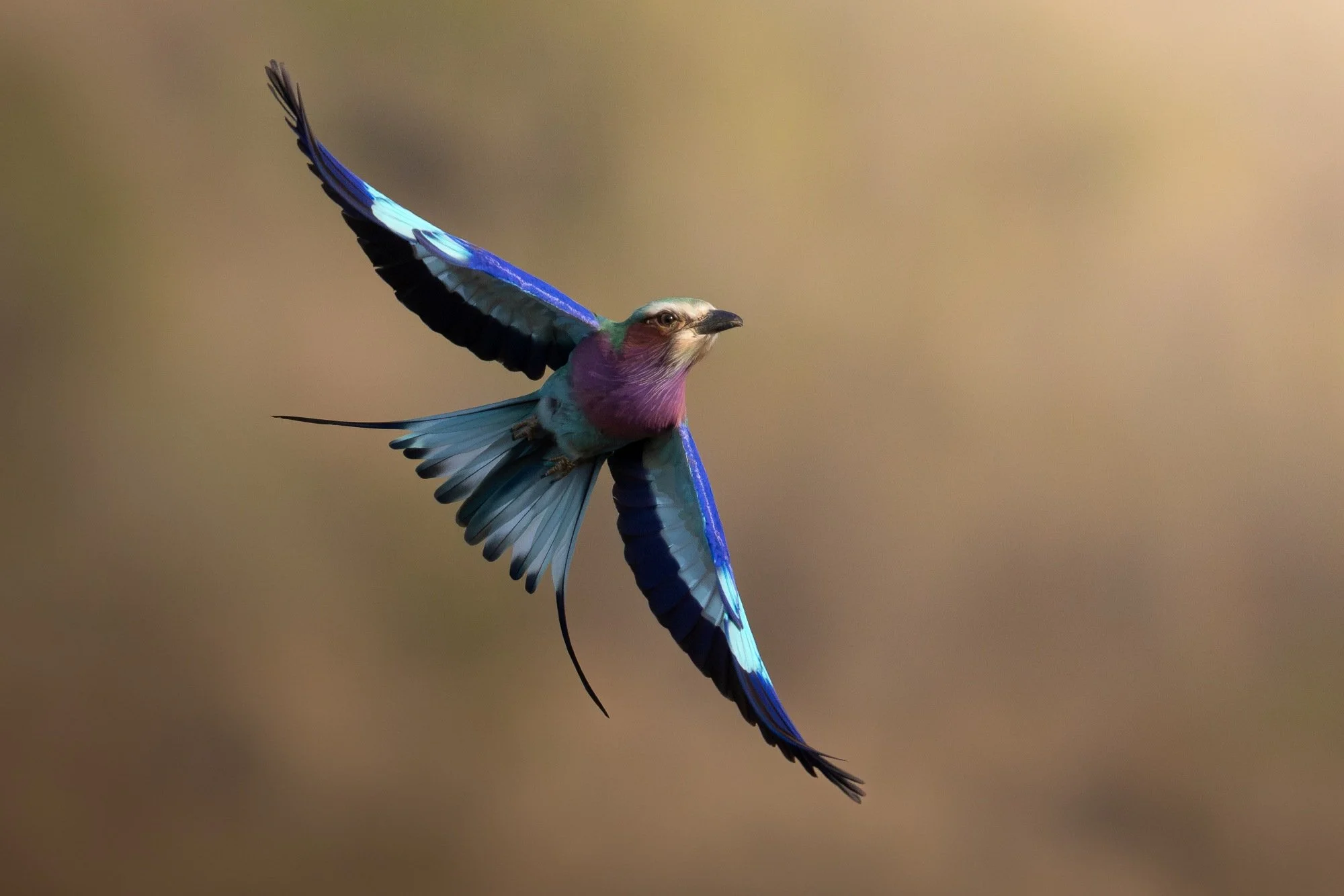 lilacbreastedroller-sydafirka-zimanga-zimangaprivategamereserve-naturfoto-fågelfoto.jpg