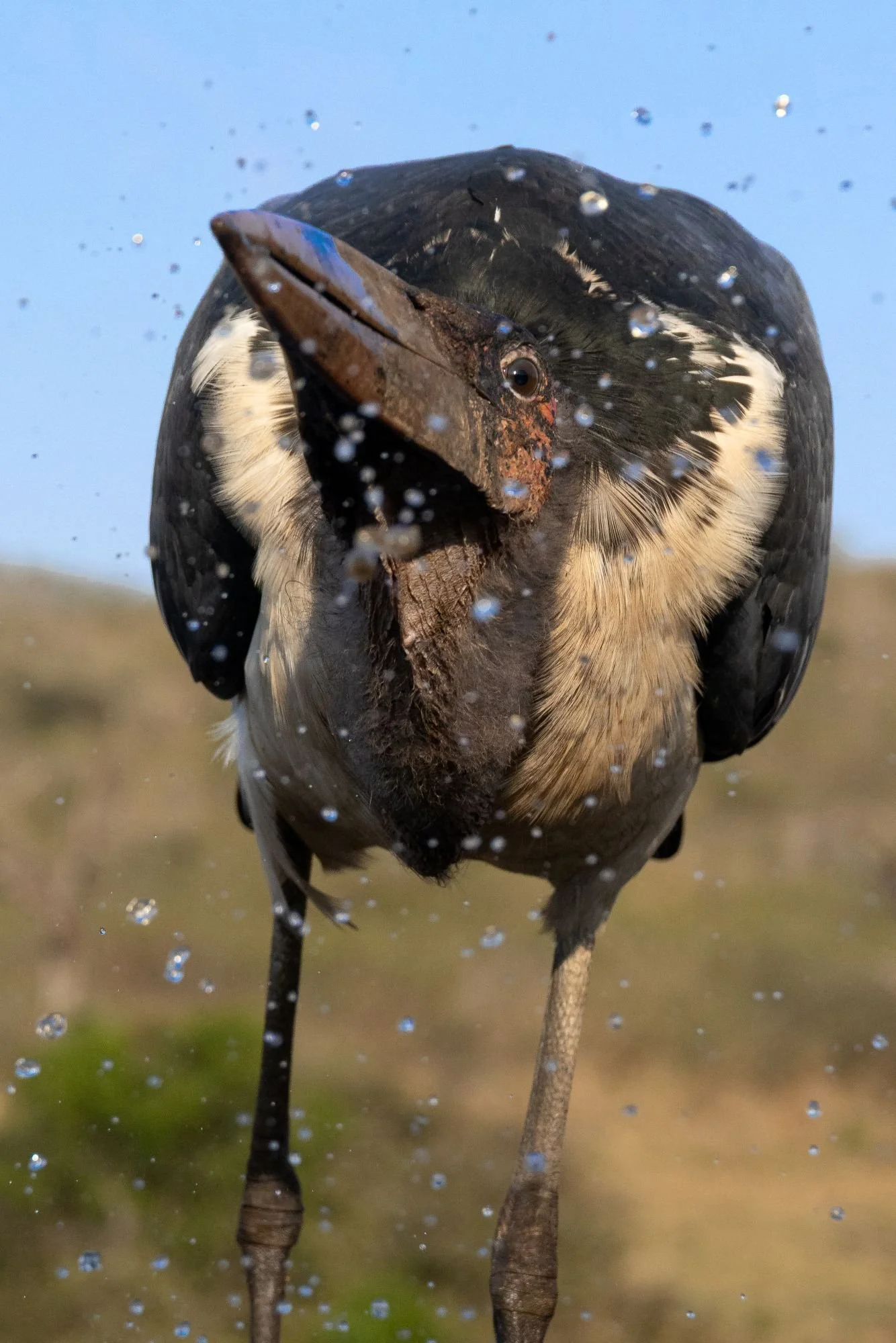 maraboustork-sydafirka-zimanga-zimangaprivategamereserve-naturfoto-fågelfoto.jpg