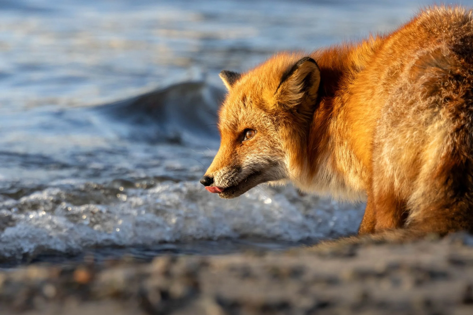 Rödräv-djurfoto-naturfoto-skåne-Sverige.jpg