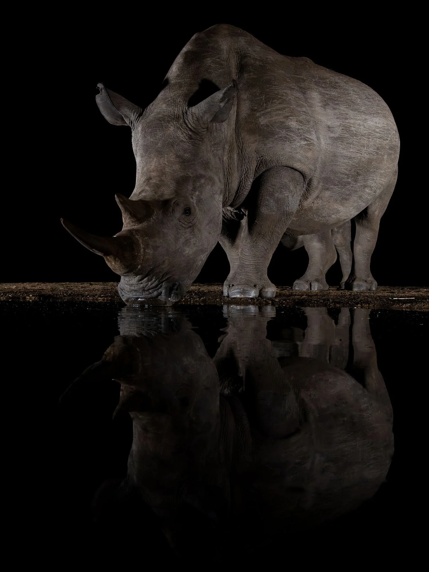 trubbnoshörning-noshörning-nattfoto-sydafirka-zimanga-zimangaprivategamereserve-naturfoto-djurfoto-4.jpg