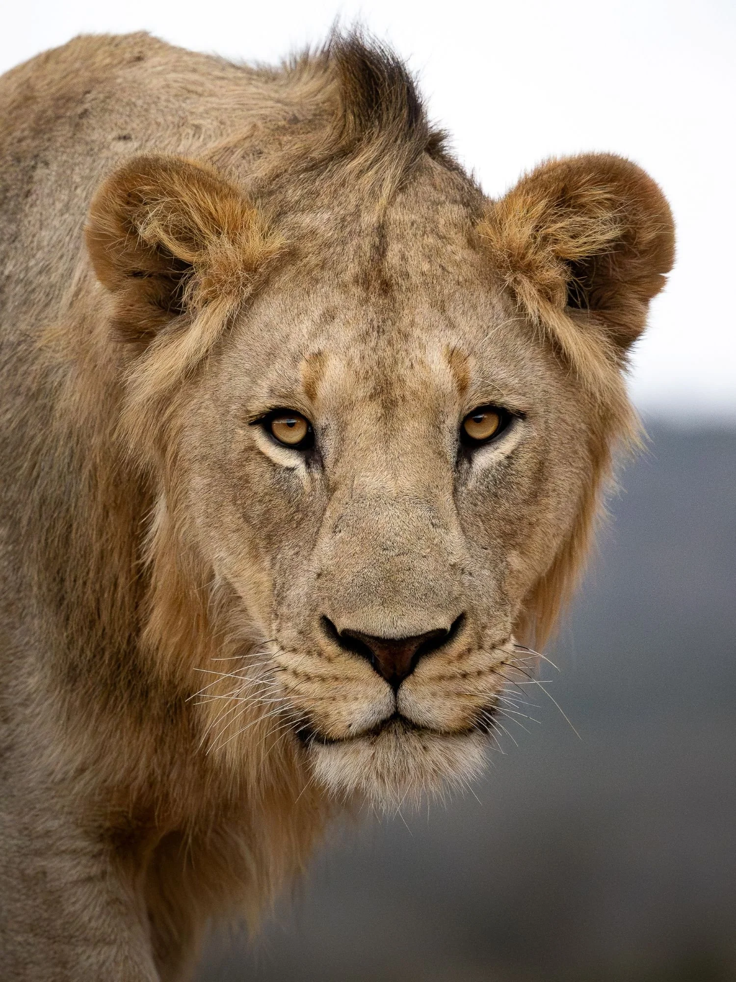 lejon-sydafirka-zimanga-zimangaprivategamereserve-naturfoto-djurfoto-2.jpg