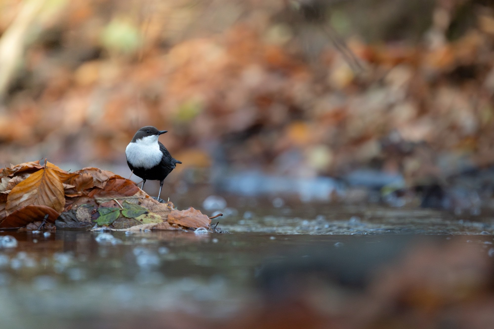 Strömstare-jordbodalen-helsingborg-fågelfoto-naturfoto-skåne-Sverige-2.jpg