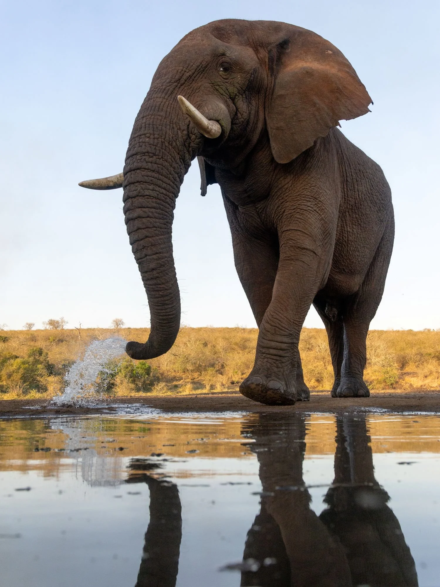savannelefant-elefant-sydafirka-zimanga-zimangaprivategamereserve-naturfoto-djurfoto-4.jpg