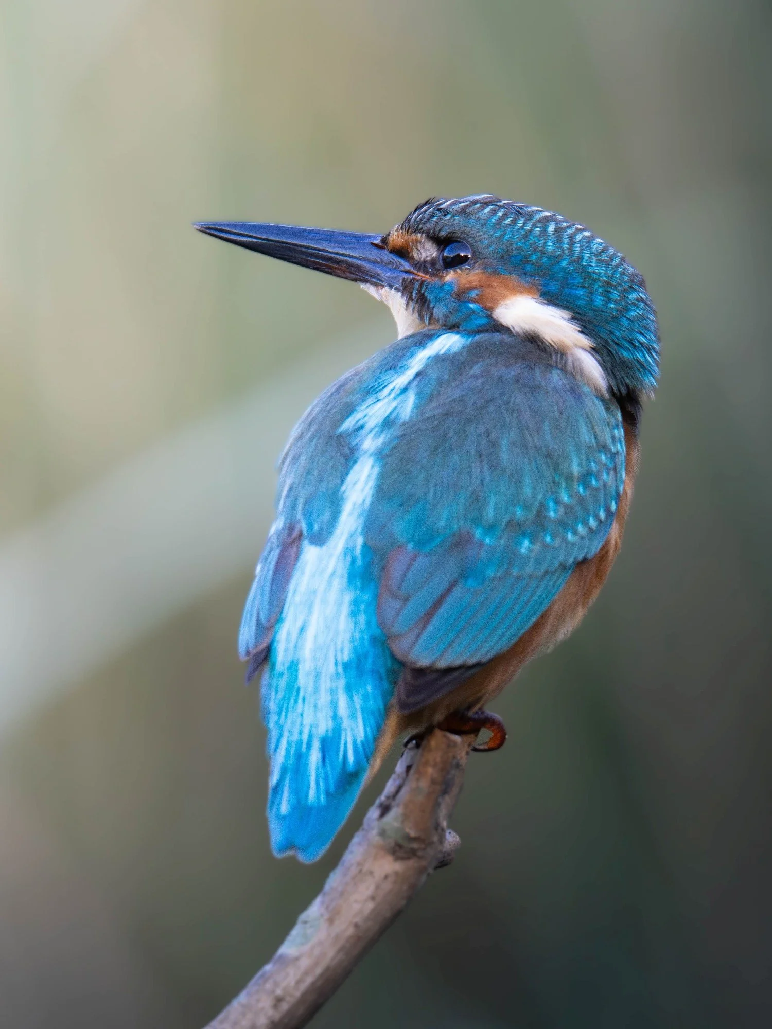 Kungsfiskare-fågelfoto-naturfoto-skåne-Sverige-6 (2).jpg