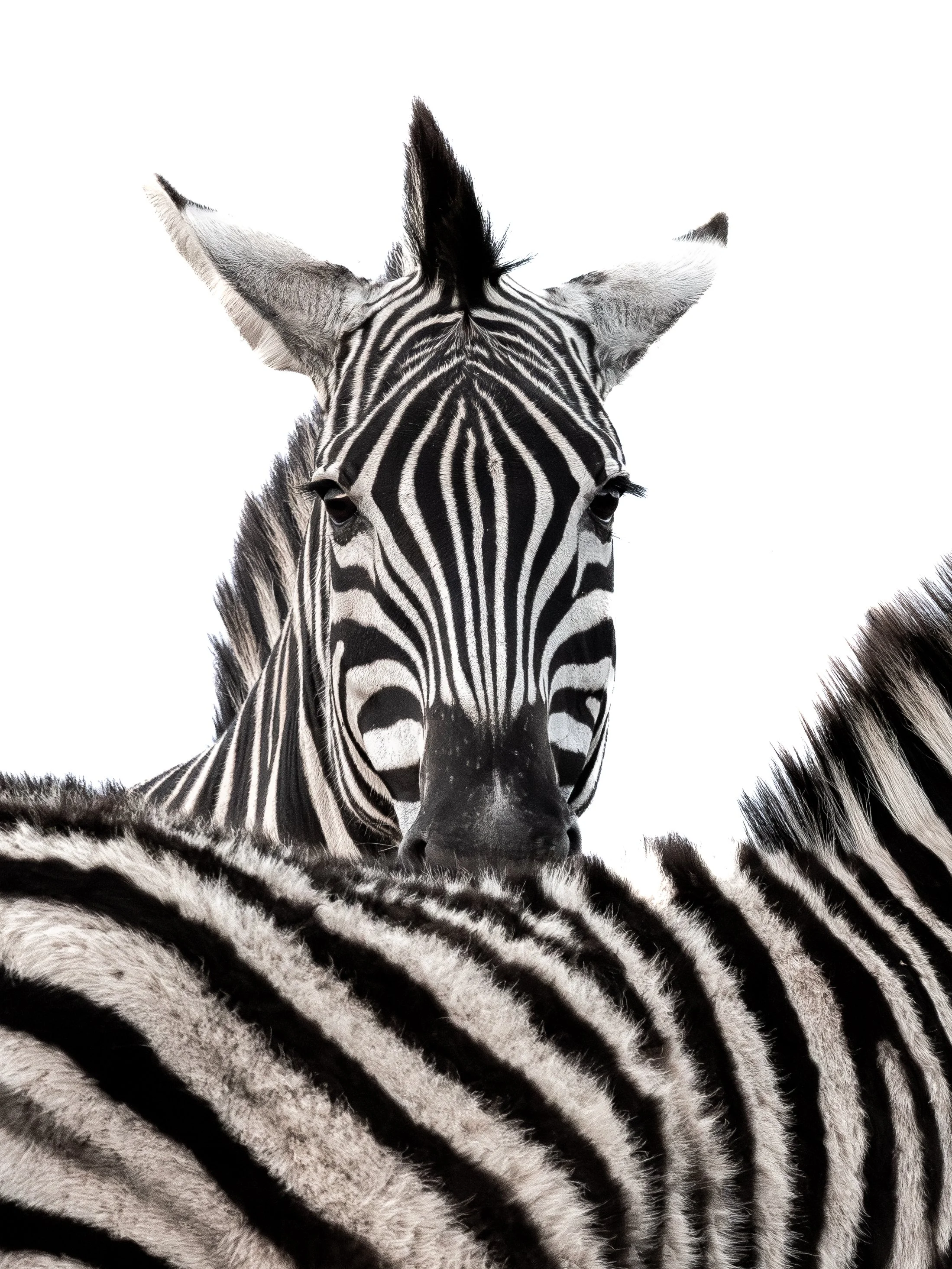 Zebra-sydafrika-Zimanga-zimangaprivategamereserve-djurfoto-naturfoto.jpg