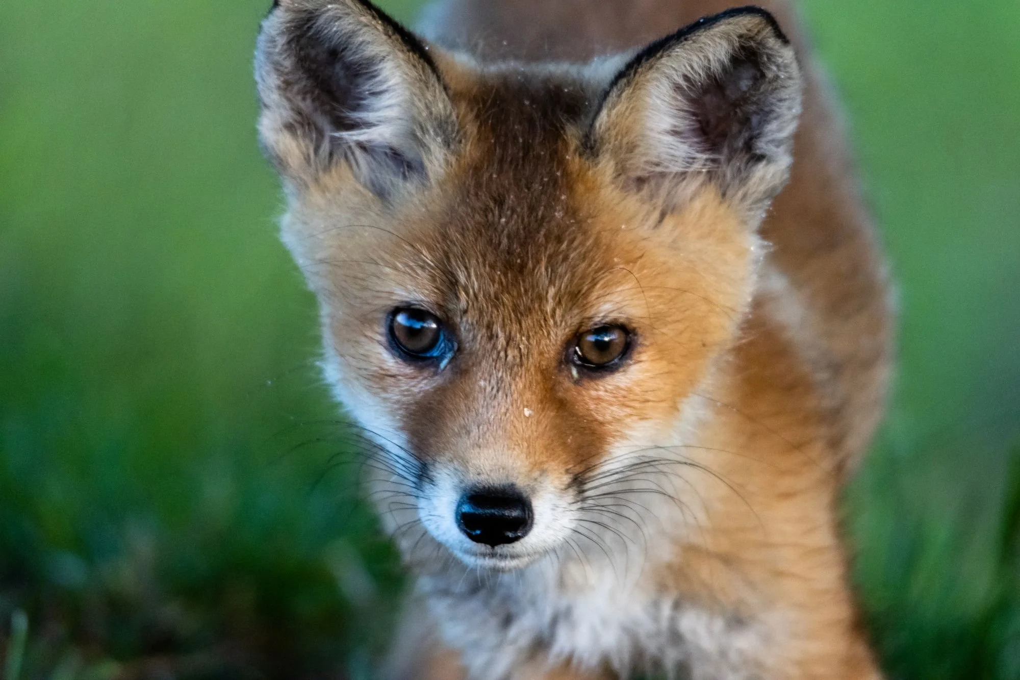 Rävvalp-rödräv-djurfoto-naturfoto-skane-sverige-4.jpg