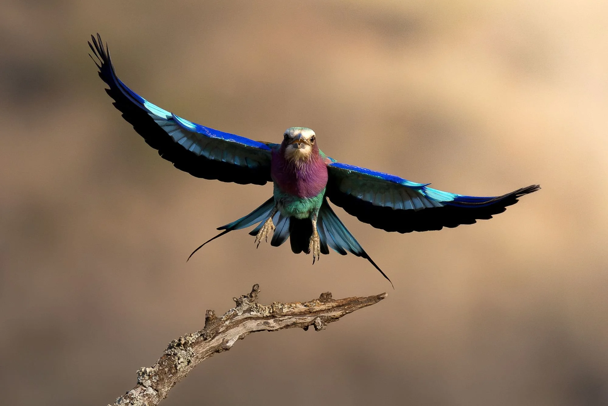 lilacbreastedroller-sydafirka-zimanga-zimangaprivategamereserve-naturfoto-fågelfoto-1.jpg
