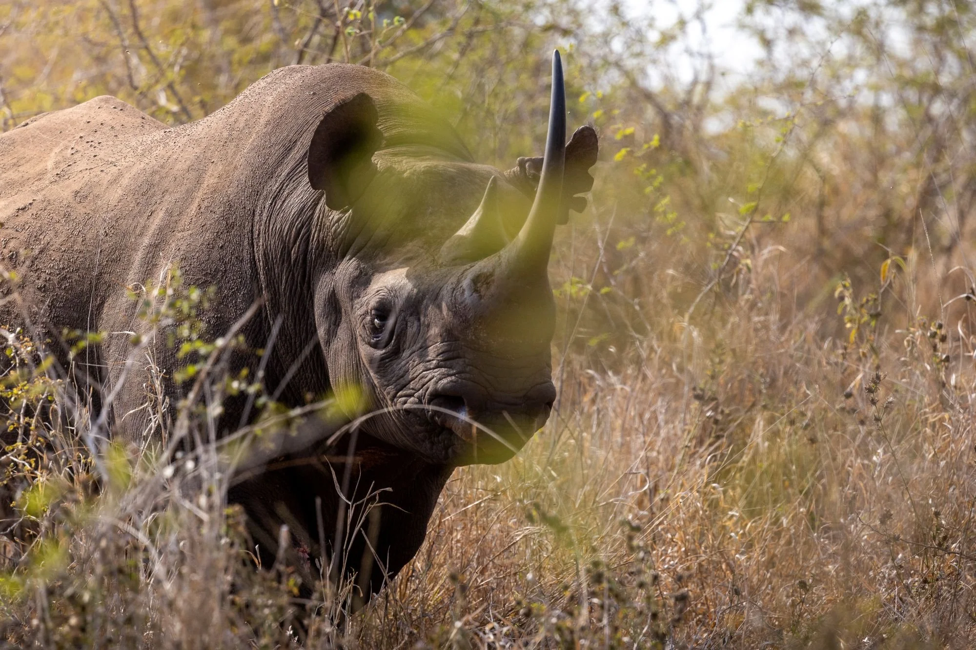 spetsnoshörning-sydafirka-zimanga-zimangaprivategamereserve-naturfoto-djurfoto.jpg