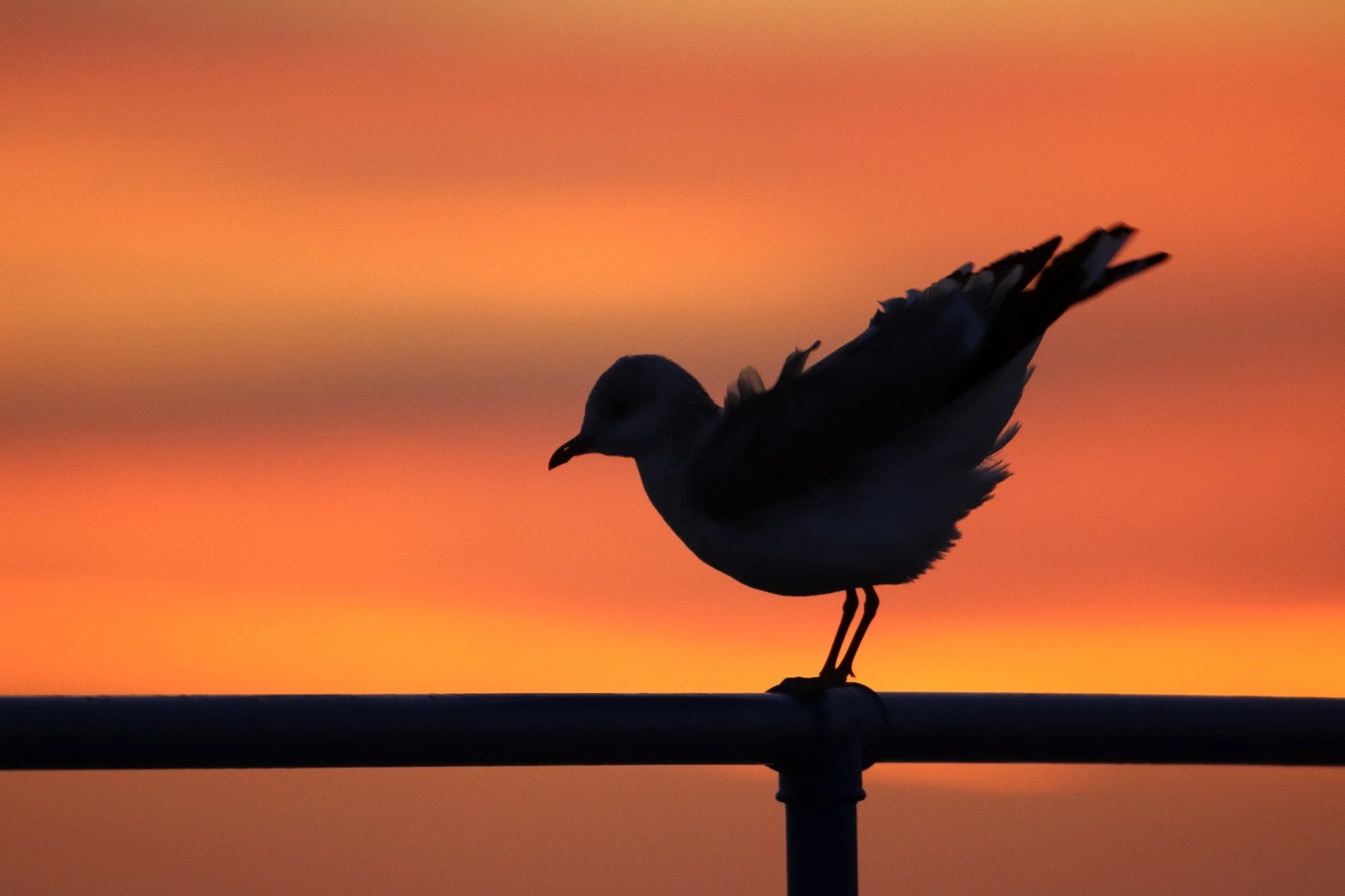 fiskmås-solnedgång-fågelfoto-naturfoto-skane-sverige.jpg