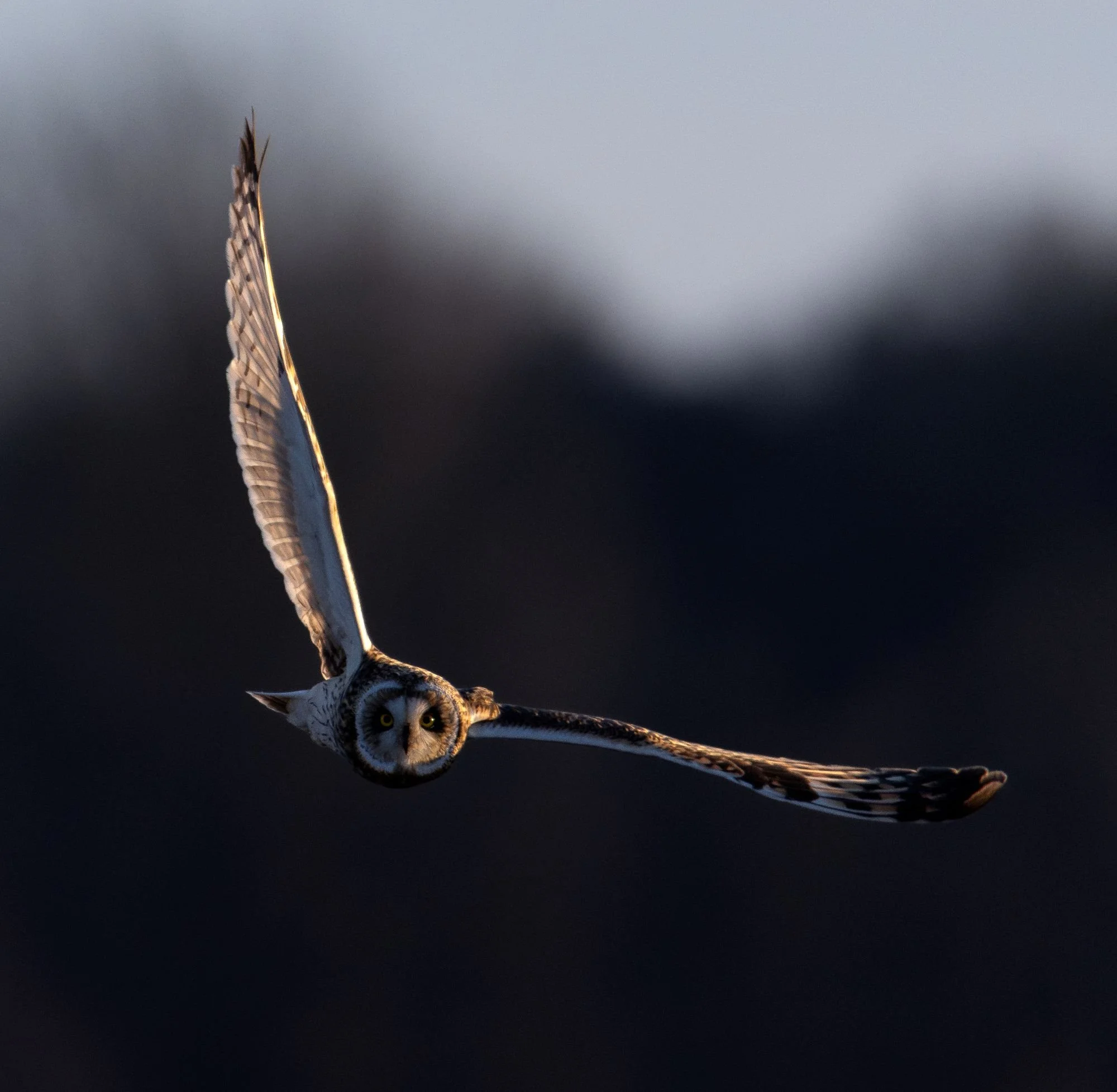 jorduggla-uggla-flygandeuggla-fågelfoto-naturfoto.jpg