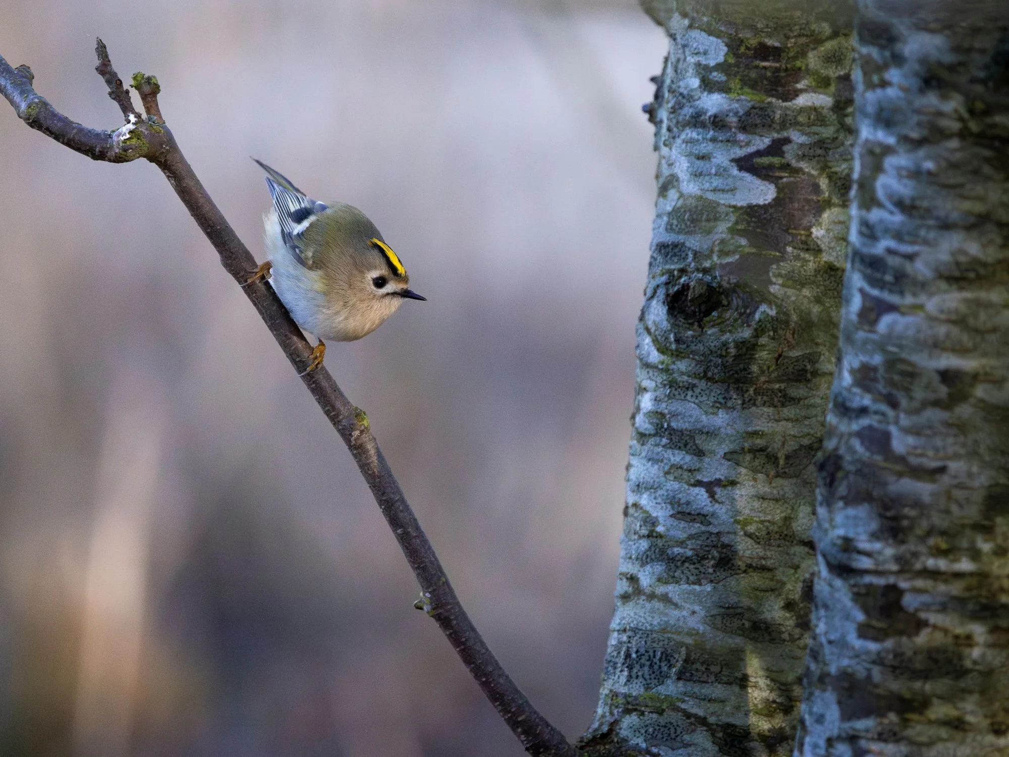Kungsfågel-fågelfoto-naturfoto-skåne-Sverige.jpg