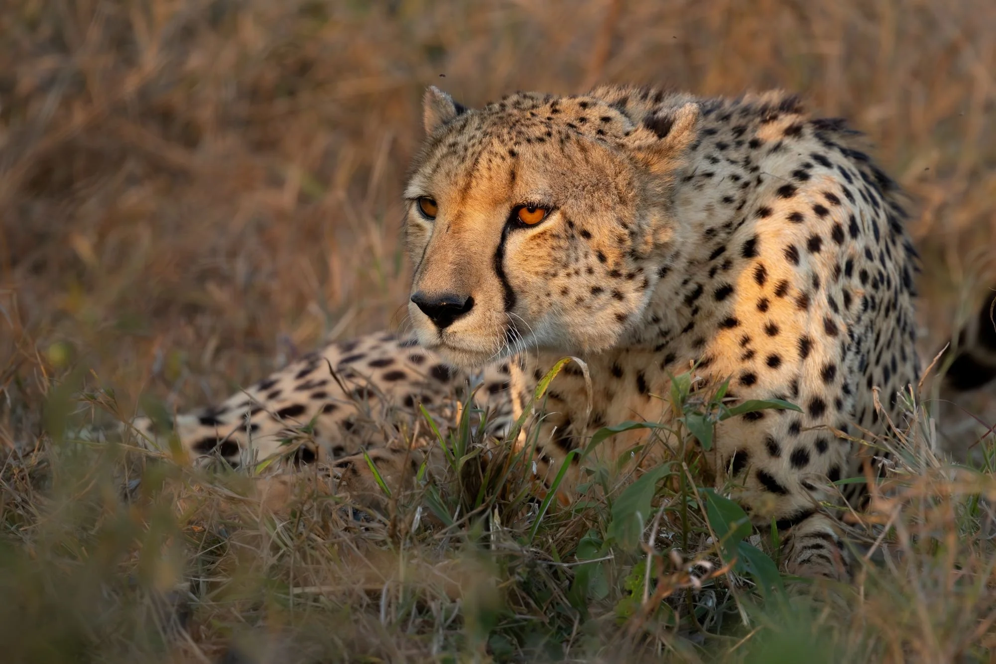 gepard-sydafirka-zimanga-zimangaprivategamereserve-naturfoto-djurfoto.jpg