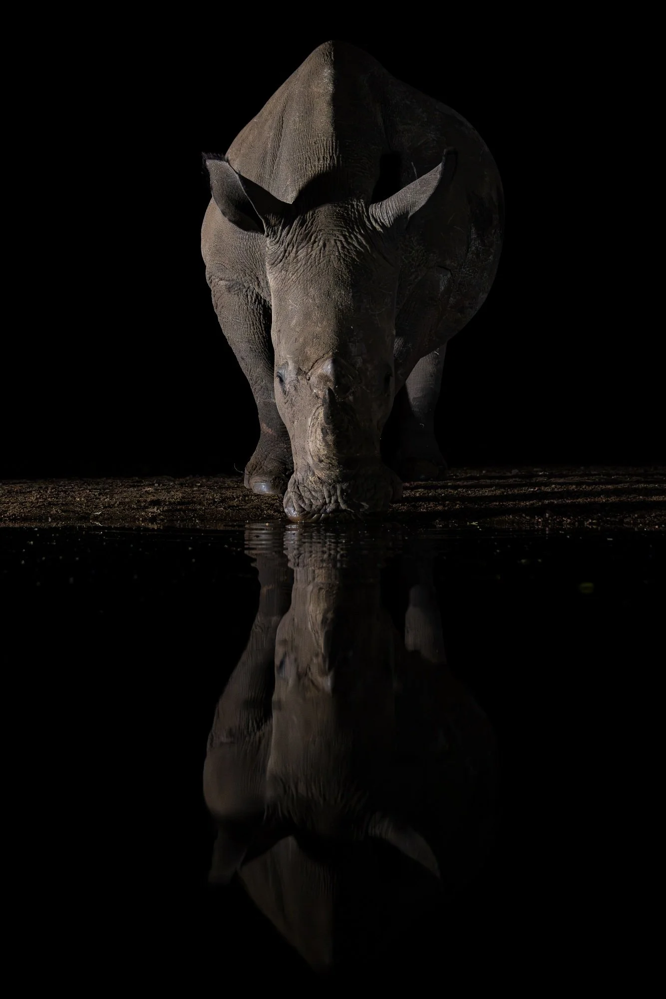 trubbnoshörning-noshörning-nattfoto-sydafirka-zimanga-zimangaprivategamereserve-naturfoto-djurfoto-6.jpg