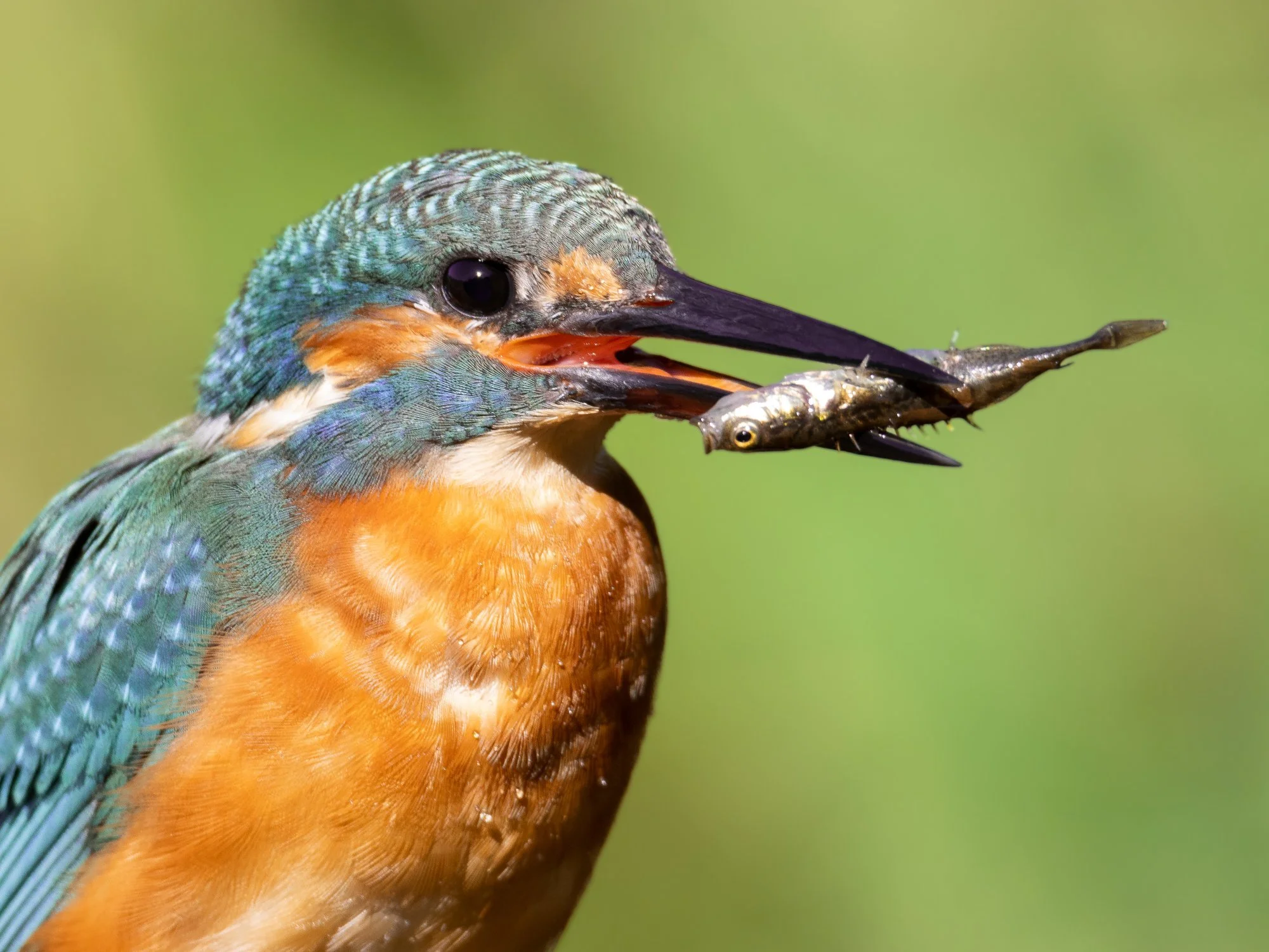 Kungsfiskare-fågelfoto-naturfoto-skåne-Sverige-7.jpg