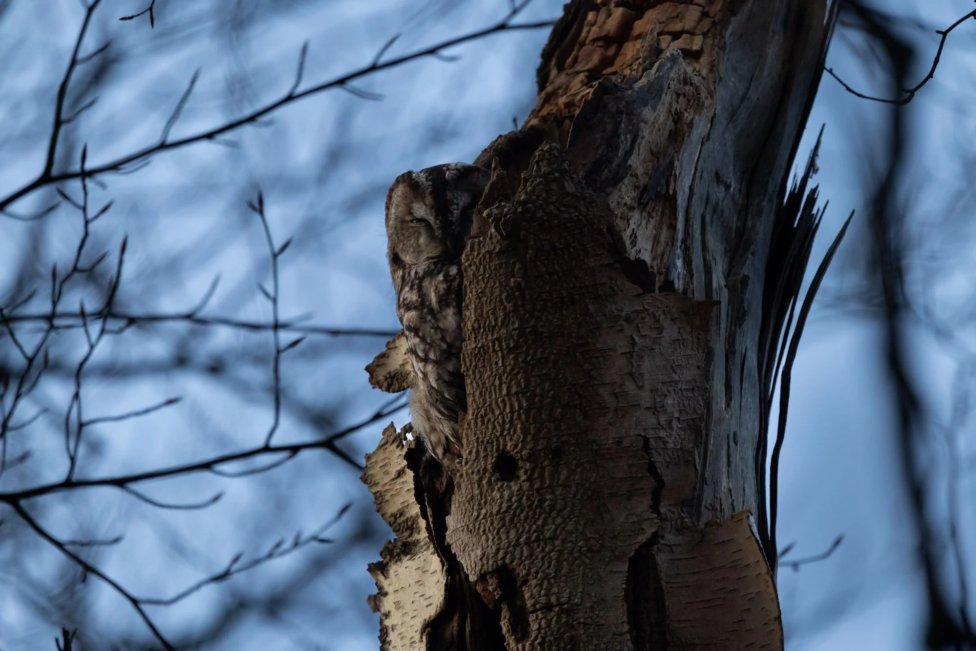 kattuggla-fågelfoto-naturfoto-skåne-Sverige.jpg
