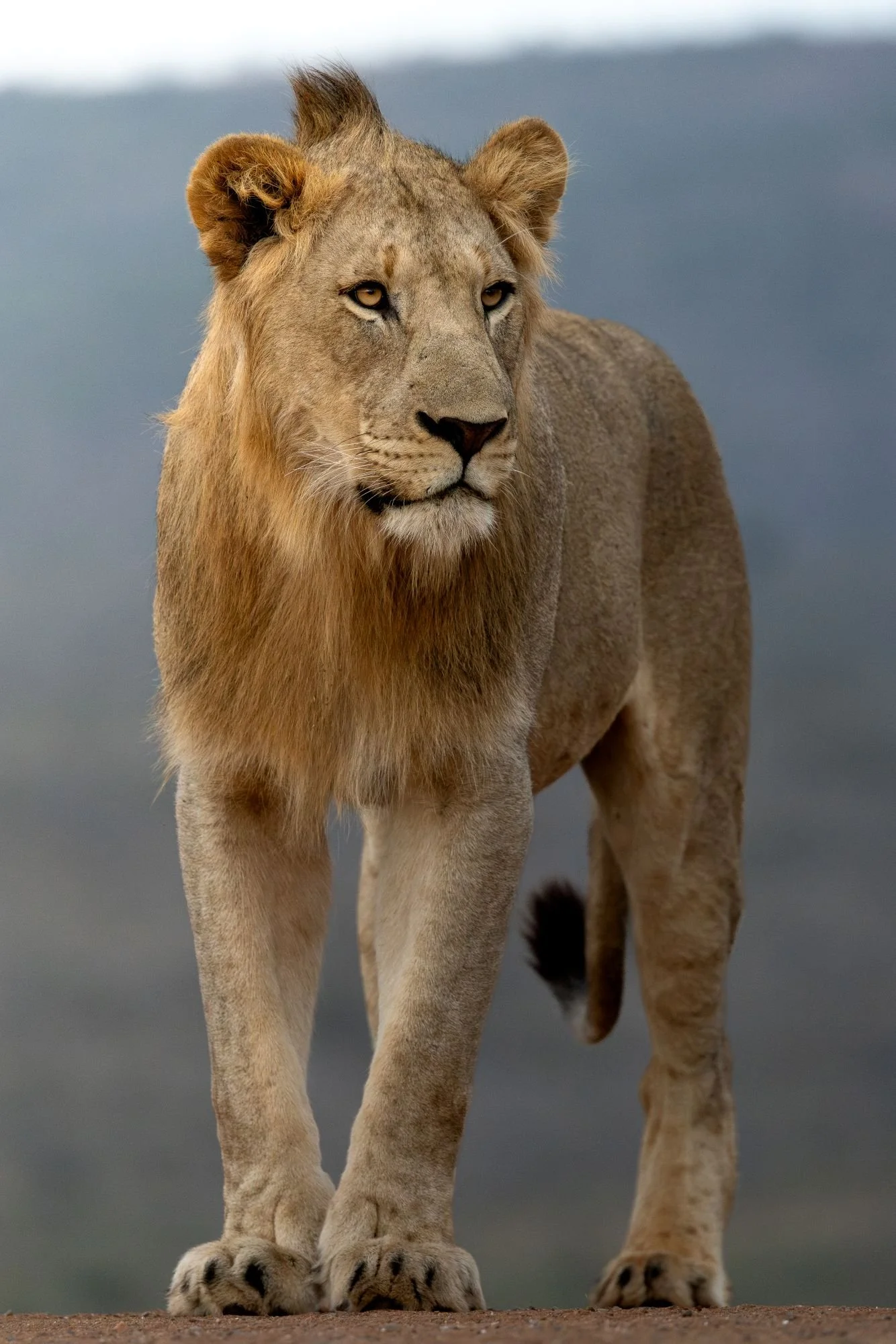 lejon-sydafirka-zimanga-zimangaprivategamereserve-naturfoto-djurfoto-11.jpg