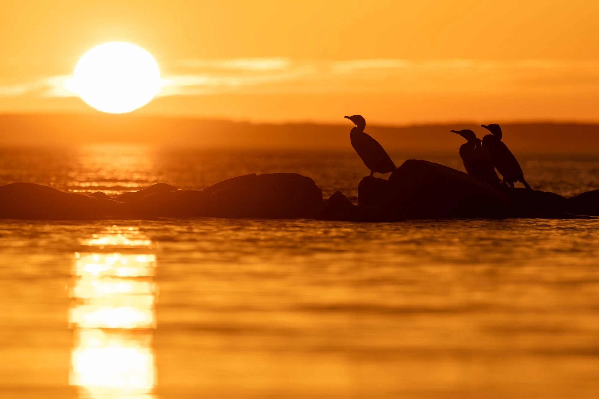 storskarv-solnedgång-fågelfoto-naturfoto-skåne-Sverige.jpg