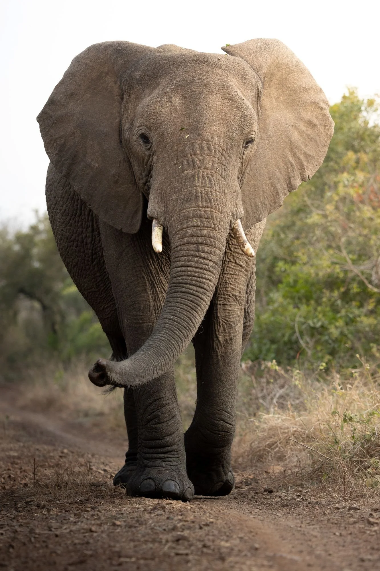 savannelefant-elefant-sydafirka-zimanga-zimangaprivategamereserve-naturfoto-djurfoto-8.jpg