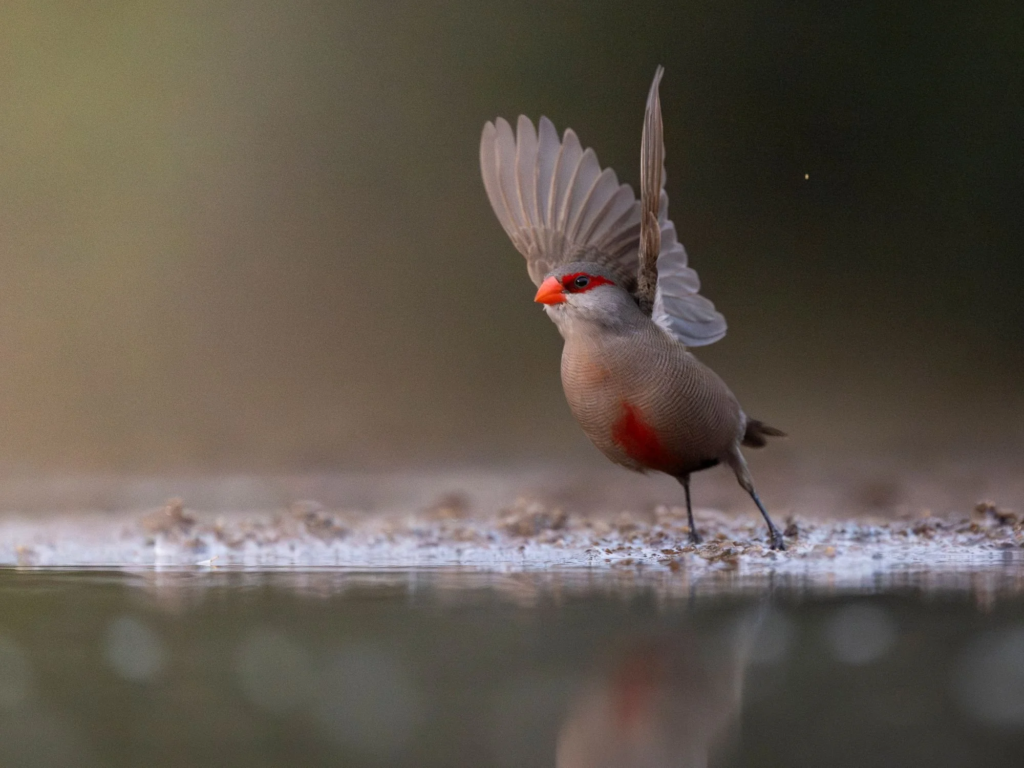 commonwaxbill-sydafirka-zimanga-zimangaprivategamereserve-naturfoto-fågelfoto-3.jpg