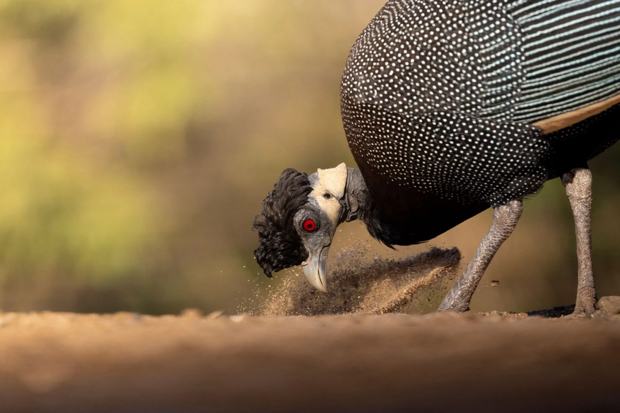 crestedguineafowlsydafirka-zimanga-zimangaprivategamereserve-naturfoto-fågelfoto-2.jpg