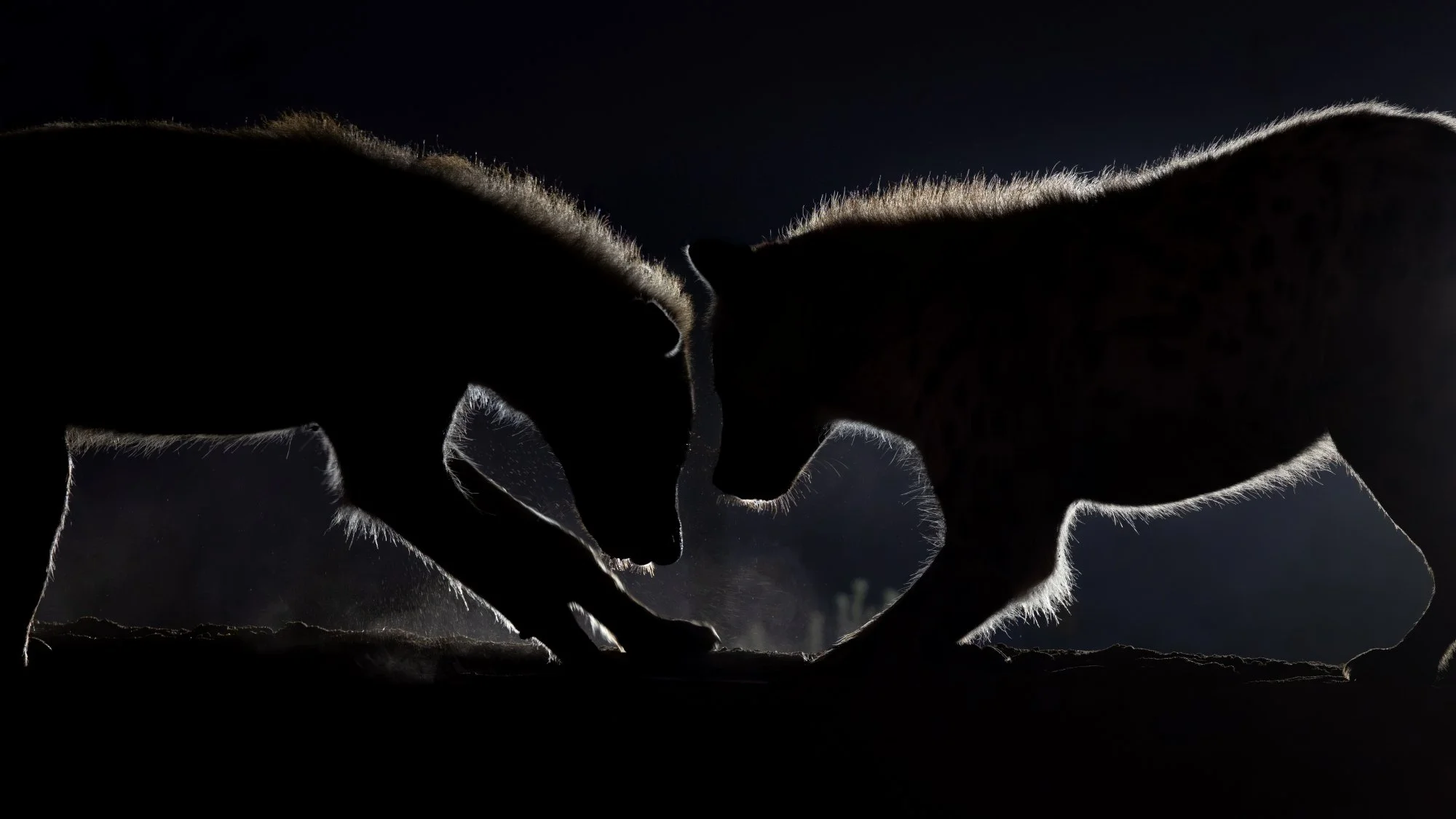 Silhouettes of two animals, likely cats, touching foreheads with their paws on the ground, in a dark setting with light highlighting their fur edges.
