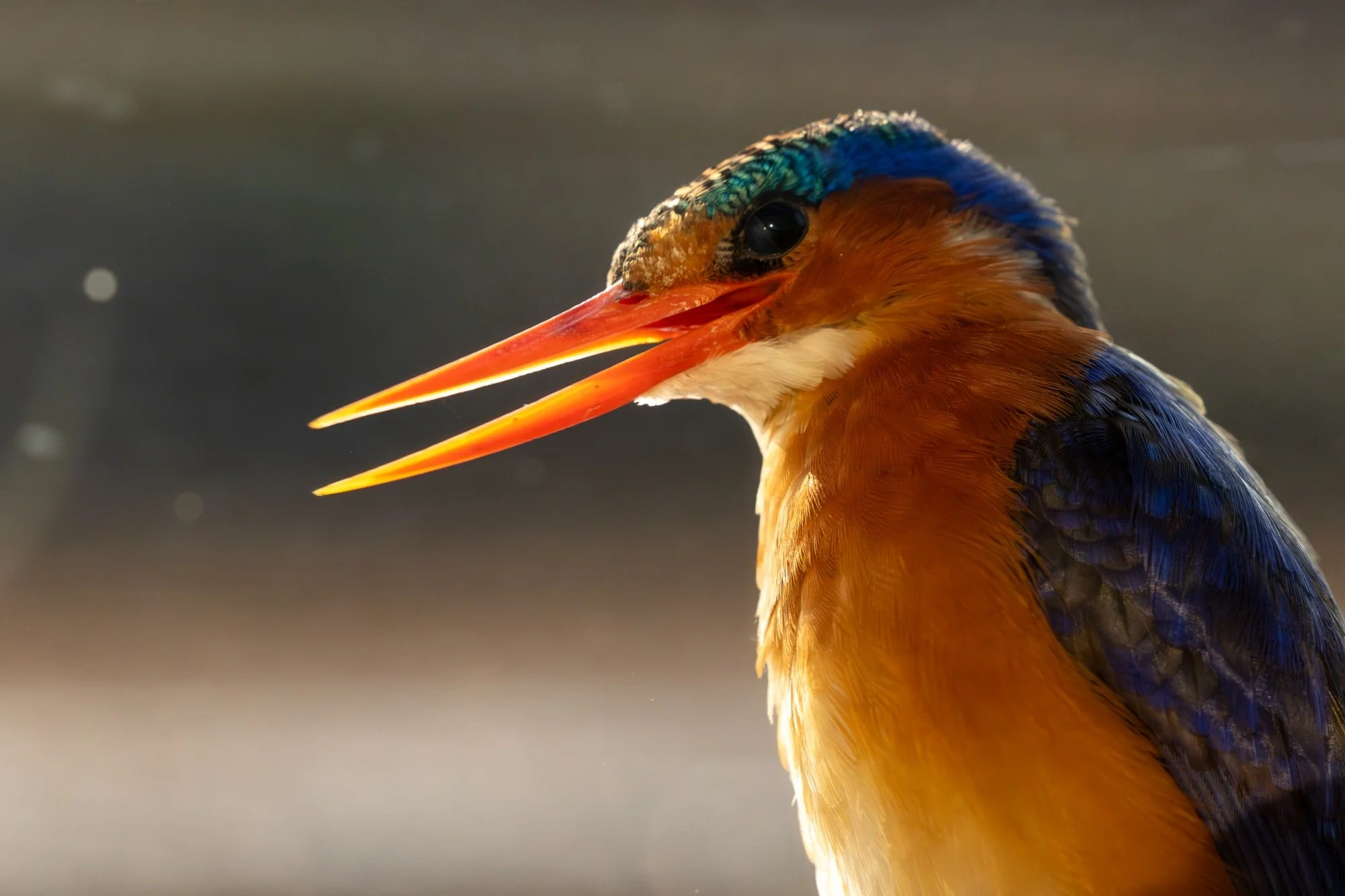 malachitekingfisher-kingfisher-sydafirka-zimanga-zimangaprivategamereserve-naturfoto-fågelfoto.jpg