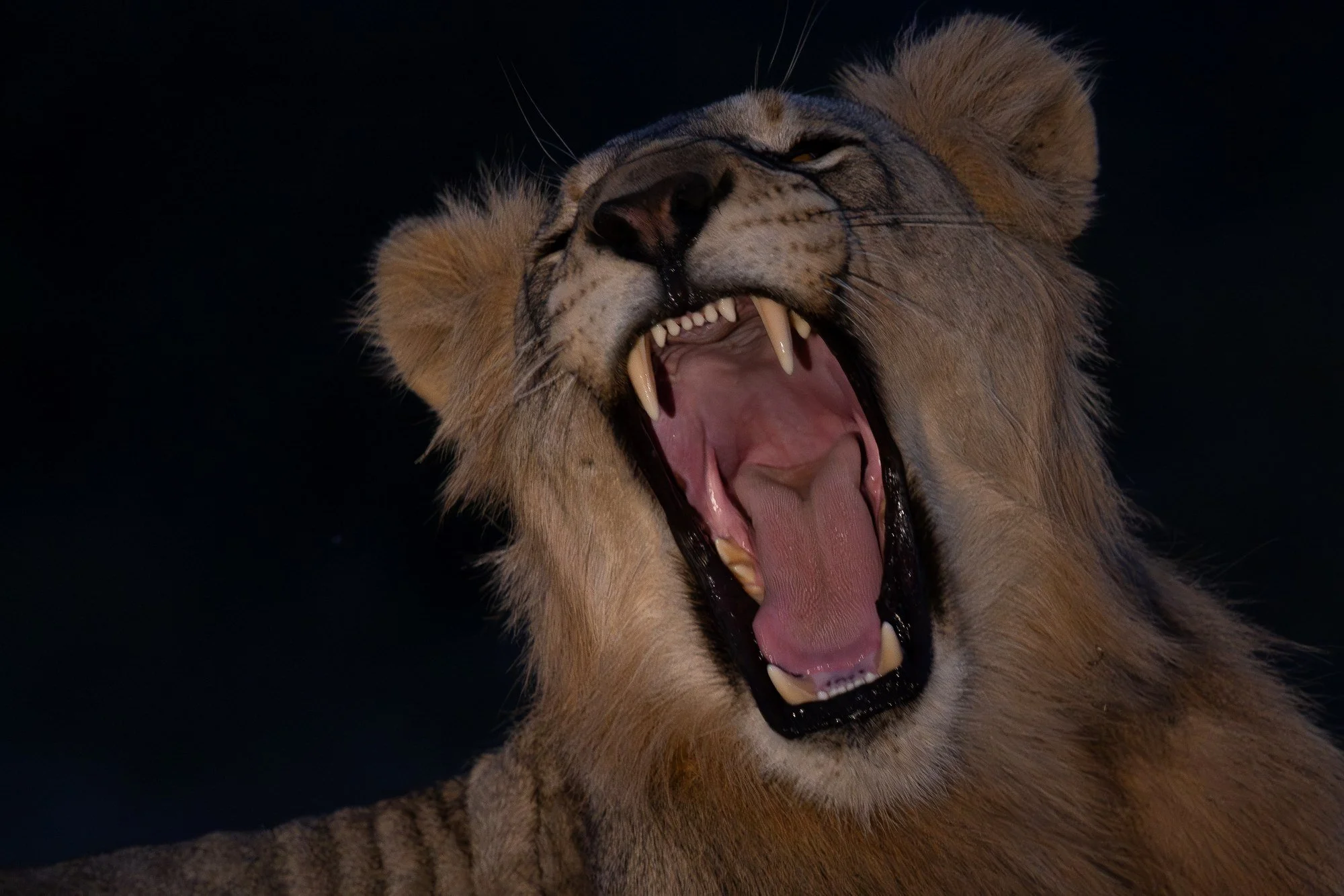 lejon-sydafirka-zimanga-zimangaprivategamereserve-naturfoto-djurfoto-6.jpg