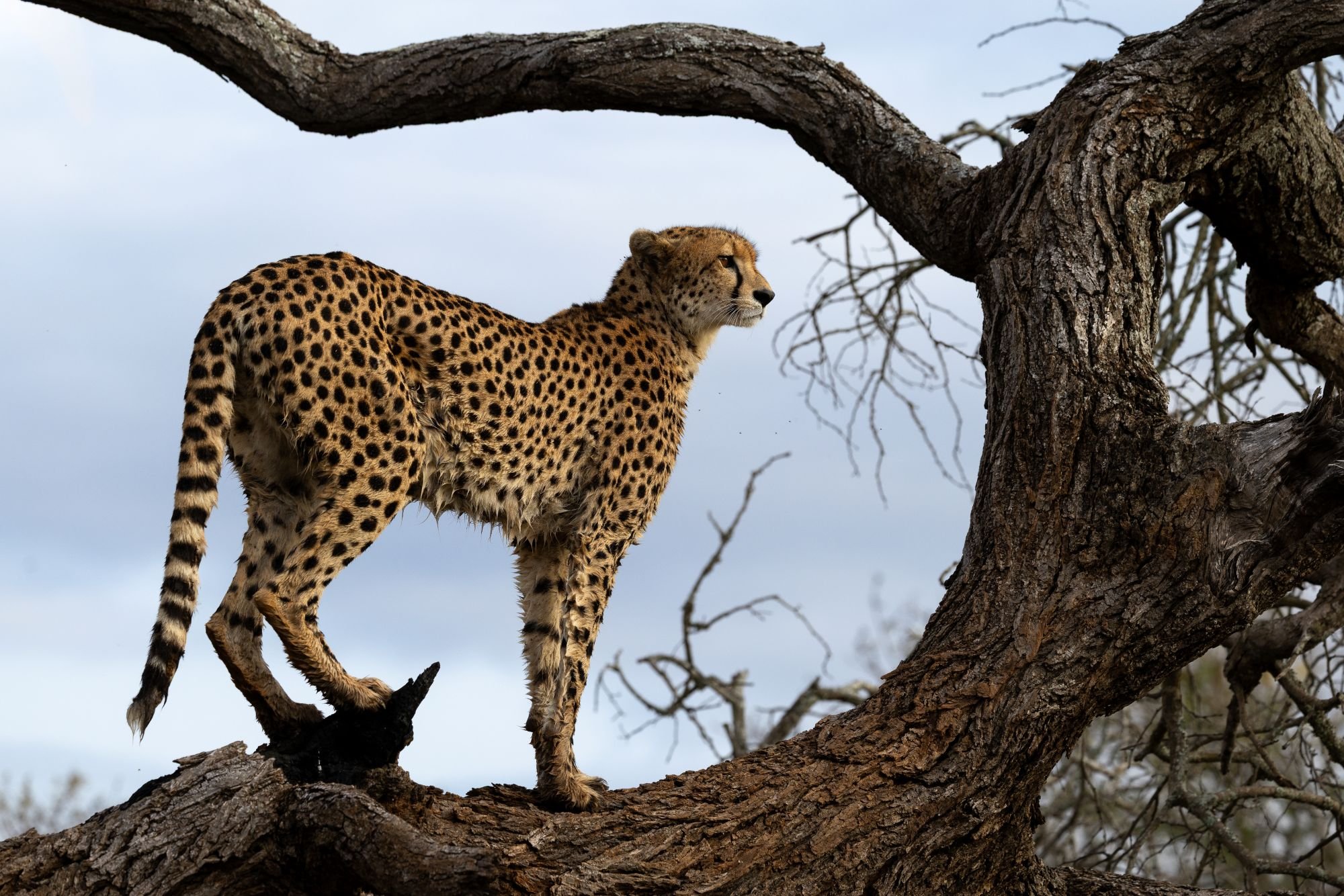 gepard-sydafirka-zimanga-zimangaprivategamereserve-naturfoto-djurfoto-18.jpg