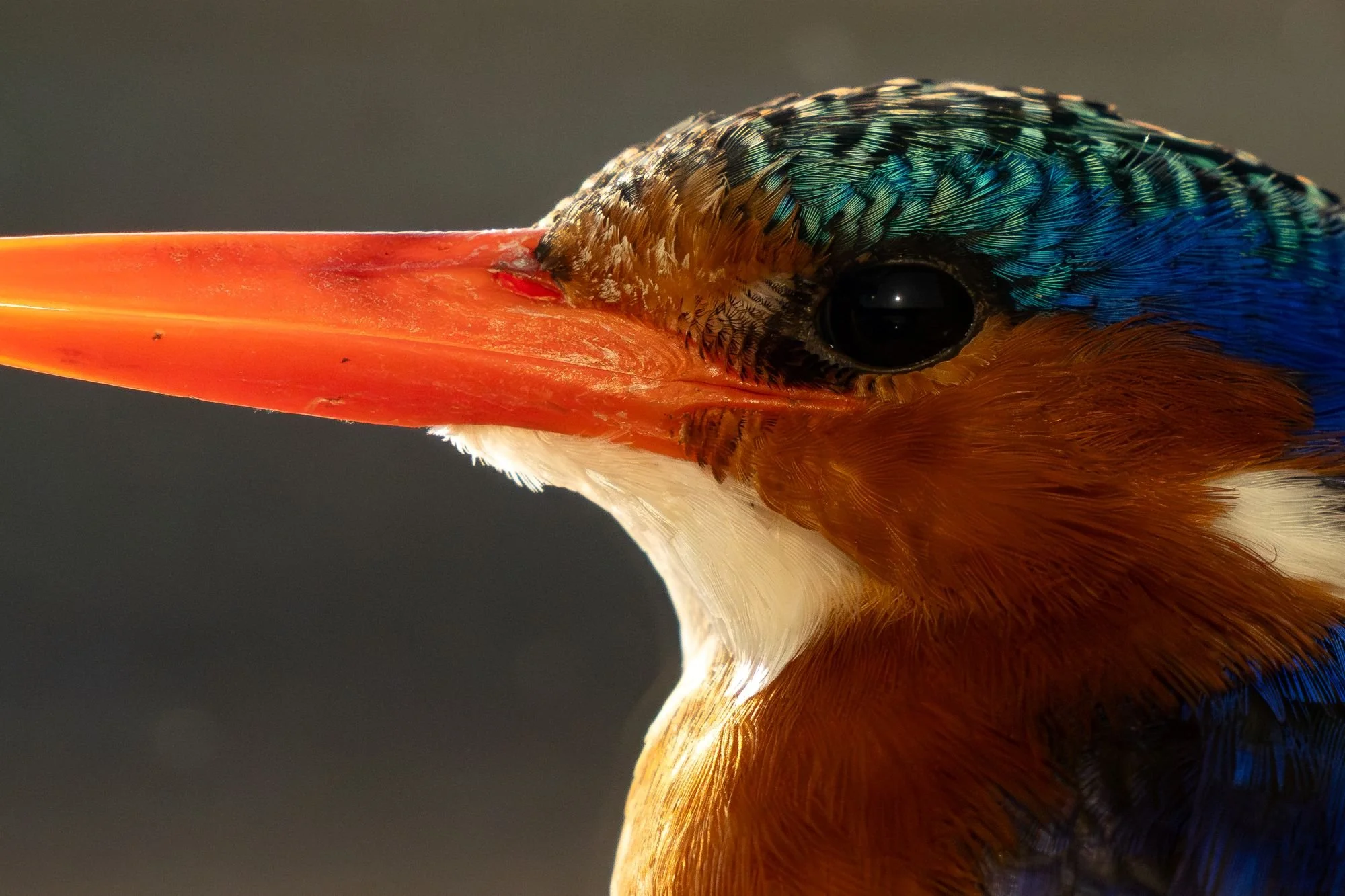 malachitekingfisher-kingfisher-sydafirka-zimanga-zimangaprivategamereserve-naturfoto-fågelfoto-1.jpg